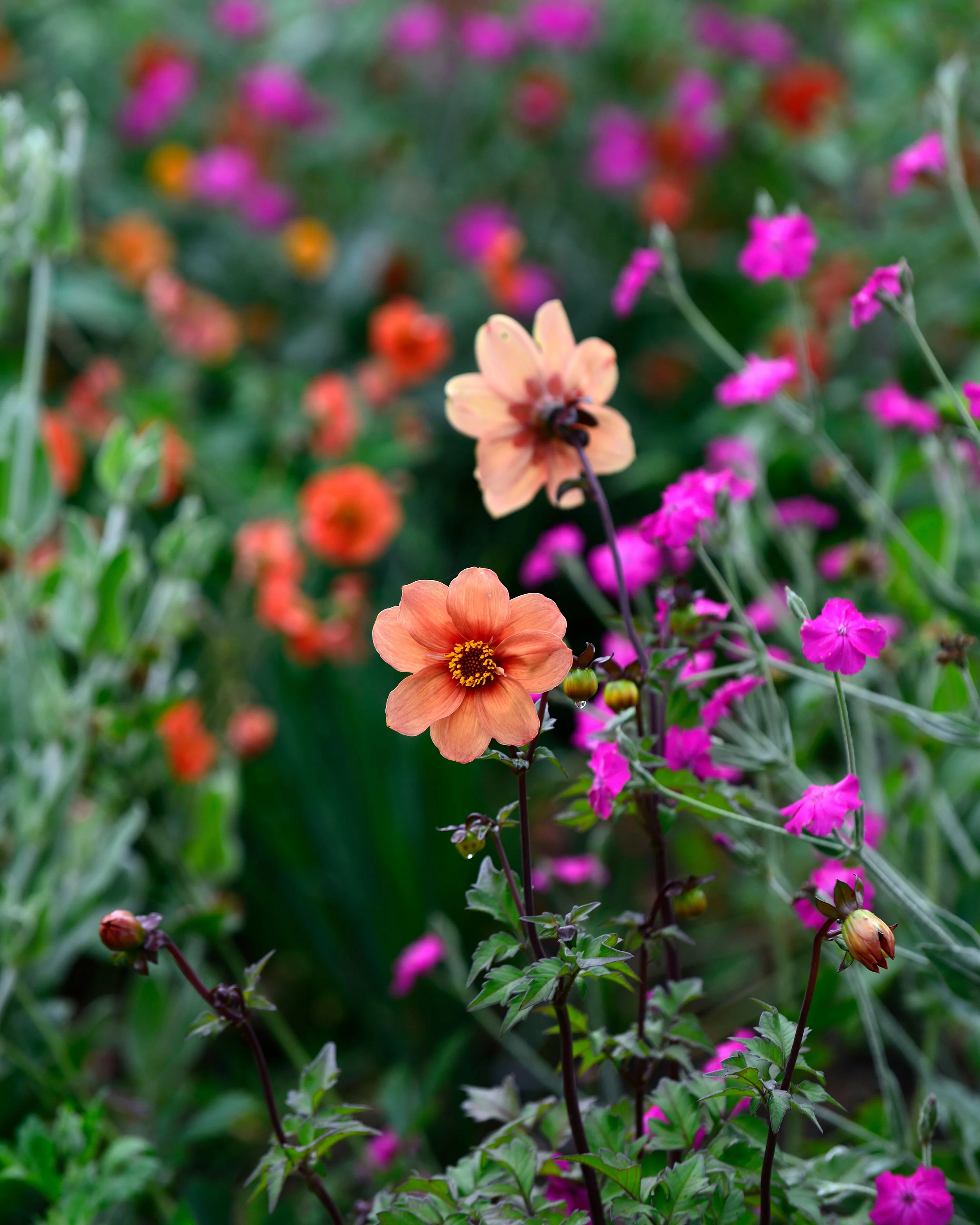 Dahlia 'HS Date' - Image 7