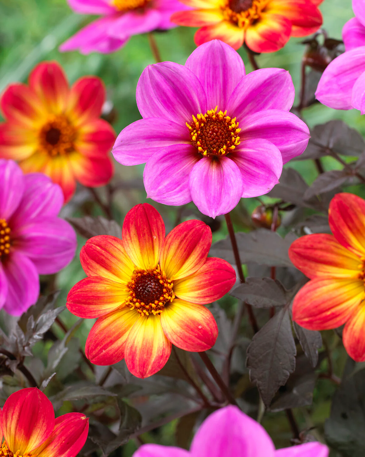 Dahlia 'HS Flame' - Image 11