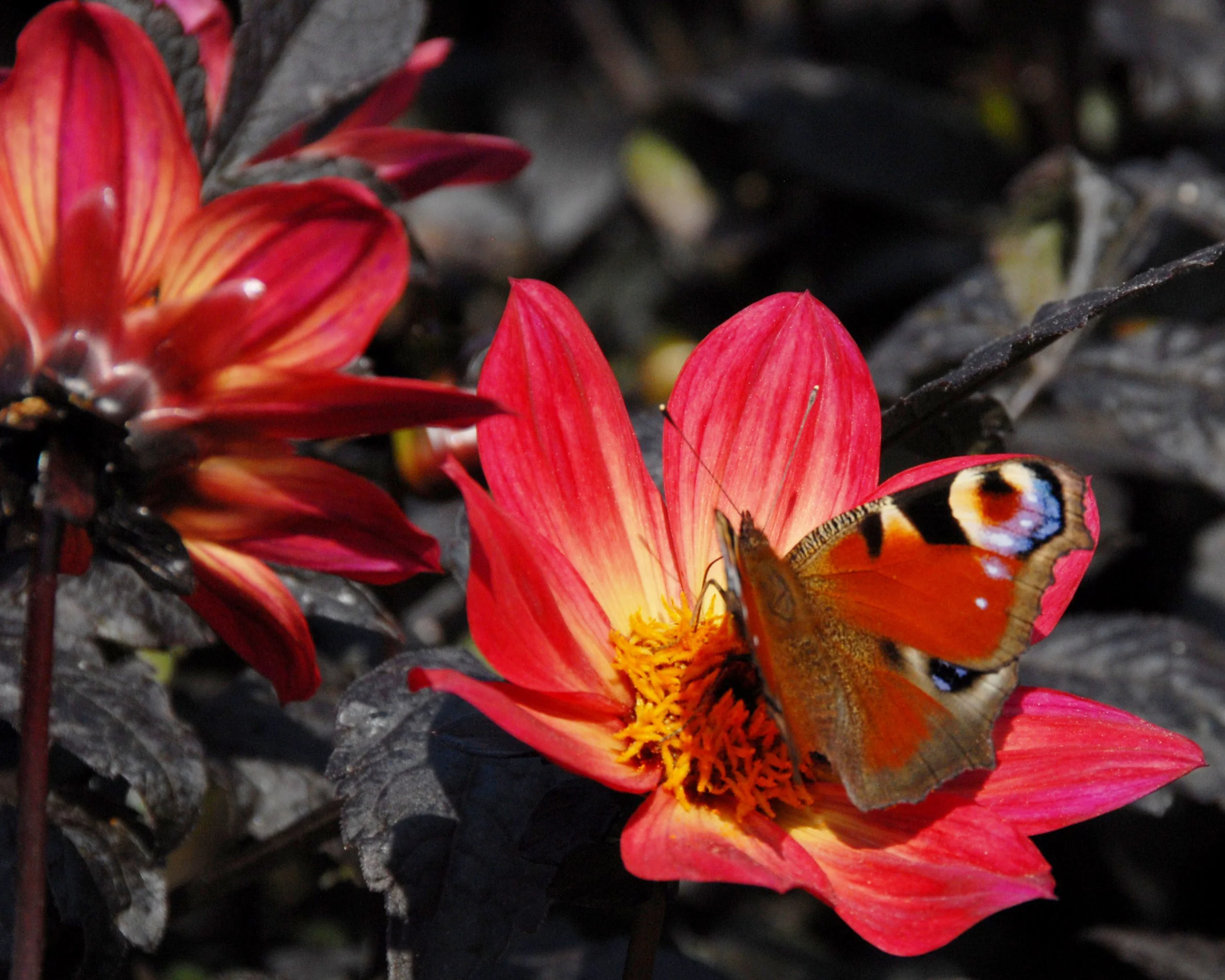Dahlia 'HS Flame' - Image 2