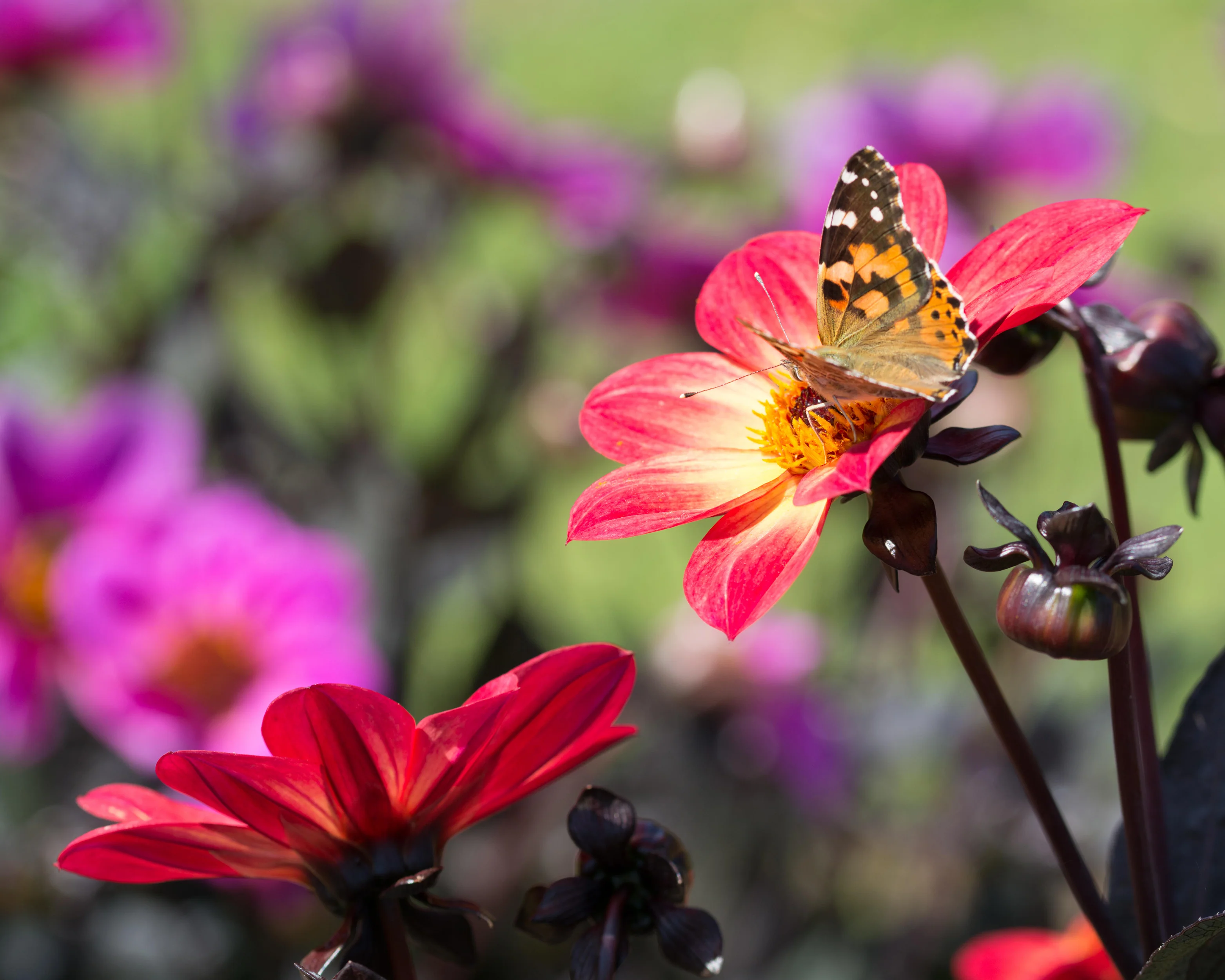 Dahlia 'HS Flame' - Image 5