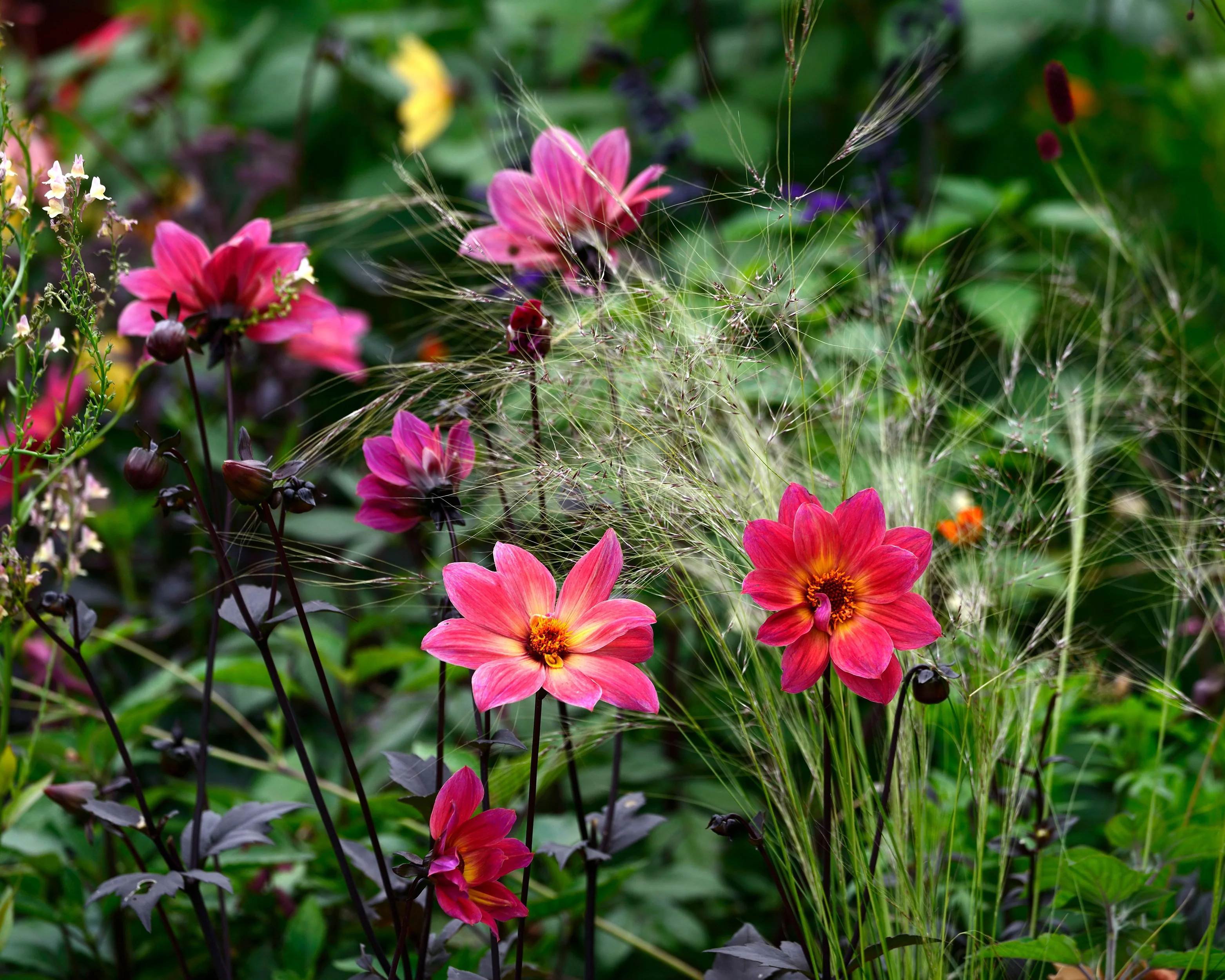 Dahlia 'HS Flame' - Image 6