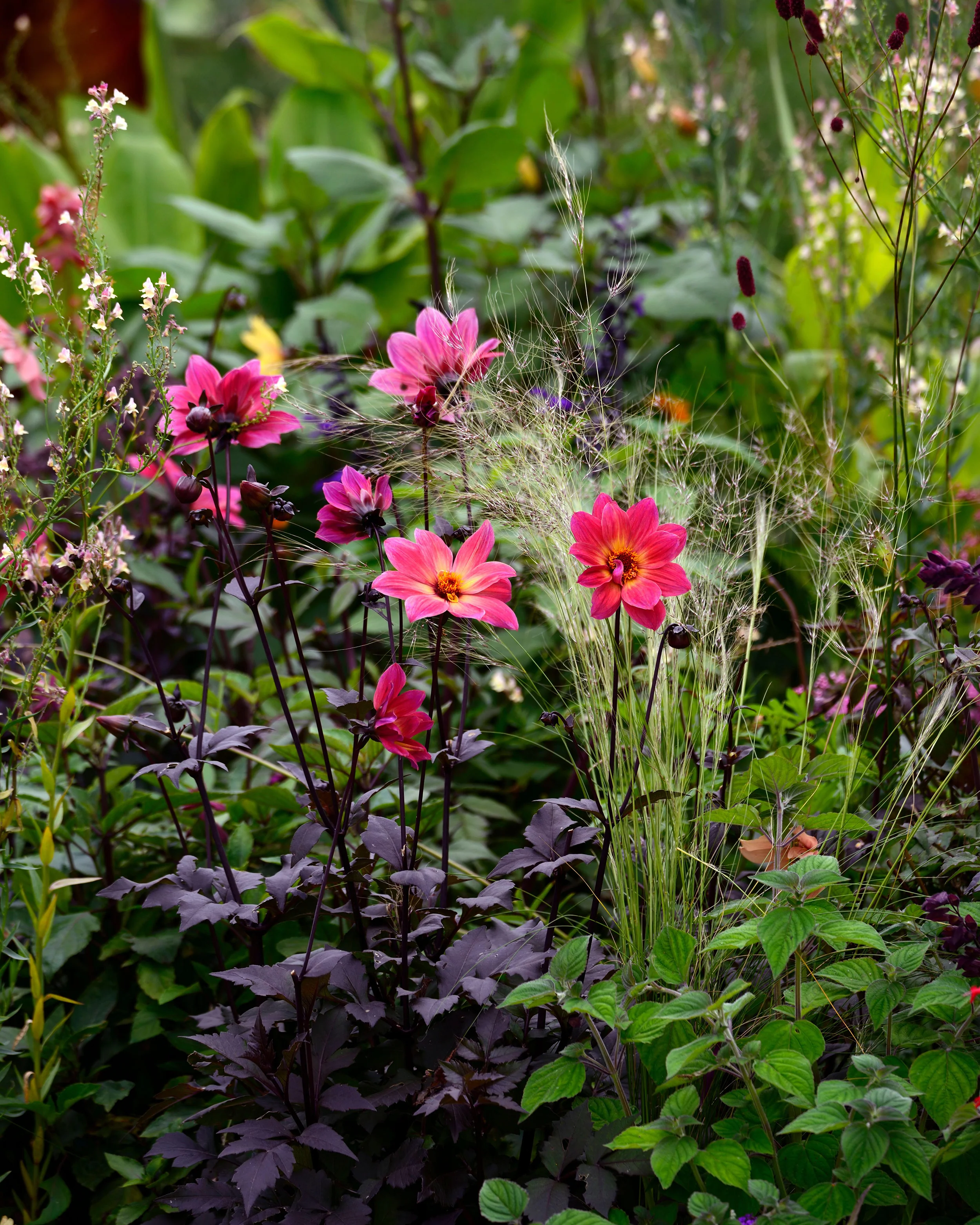 Dahlia 'HS Flame' - Image 8