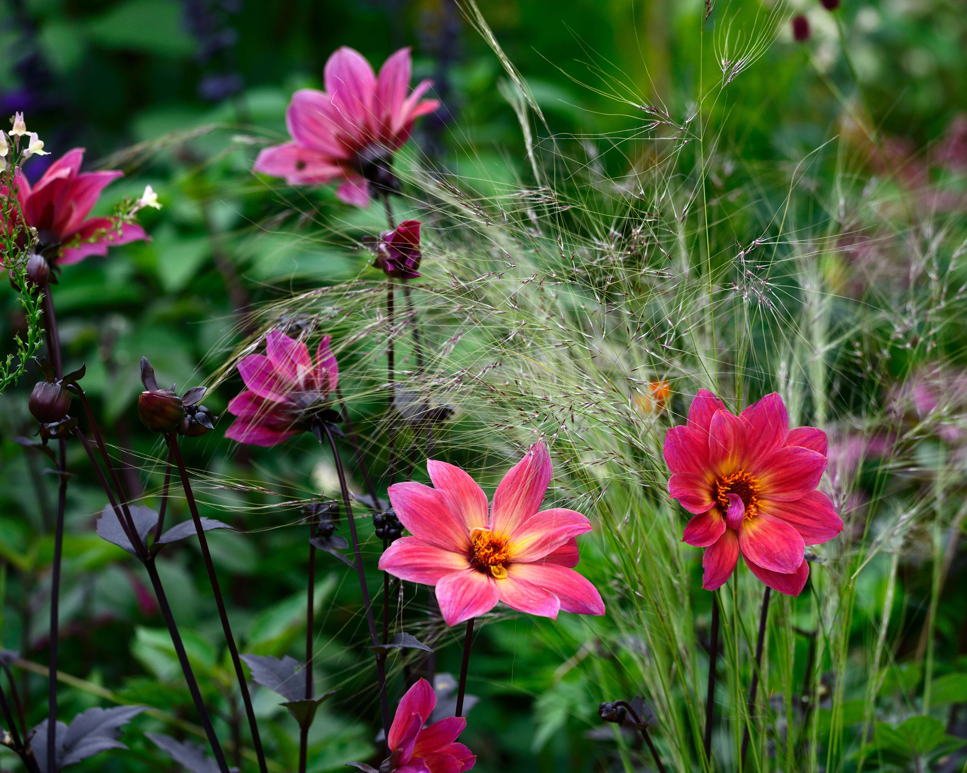 Dahlia 'HS Flame' - Image 9