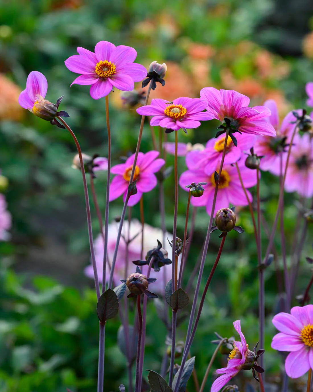 Dahlia 'HS Juliet' - Image 2