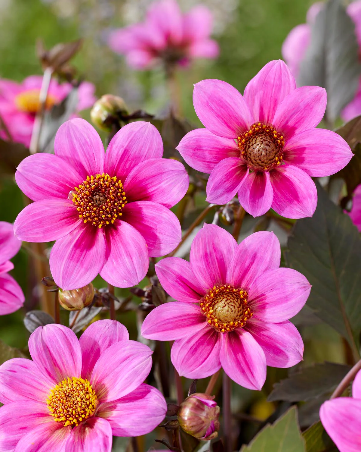Dahlia 'HS Juliet' - Image 4
