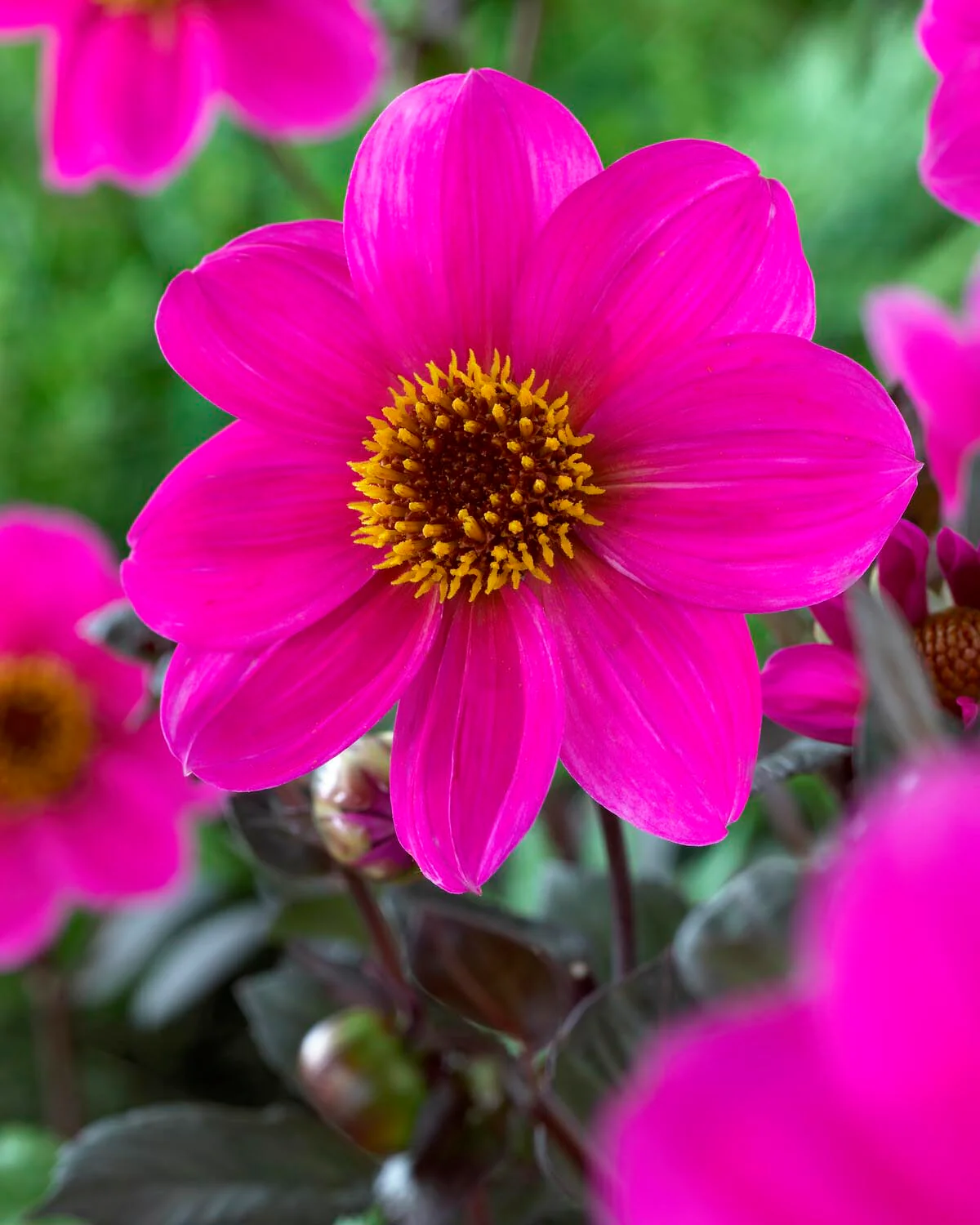 Dahlia 'HS Juliet' - Image 5