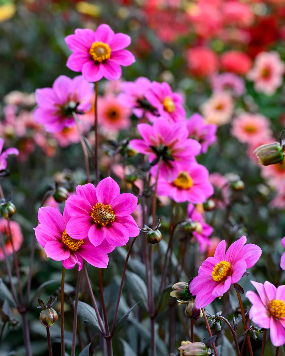 Dahlia 'HS Juliet' - Image 6