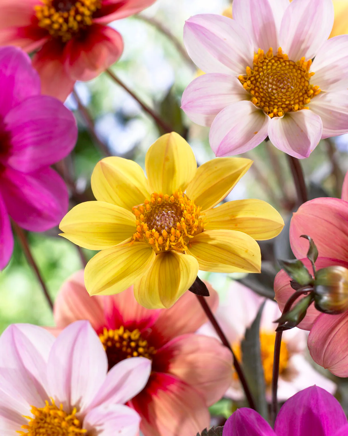 Dahlia 'HS Party' - Image 10