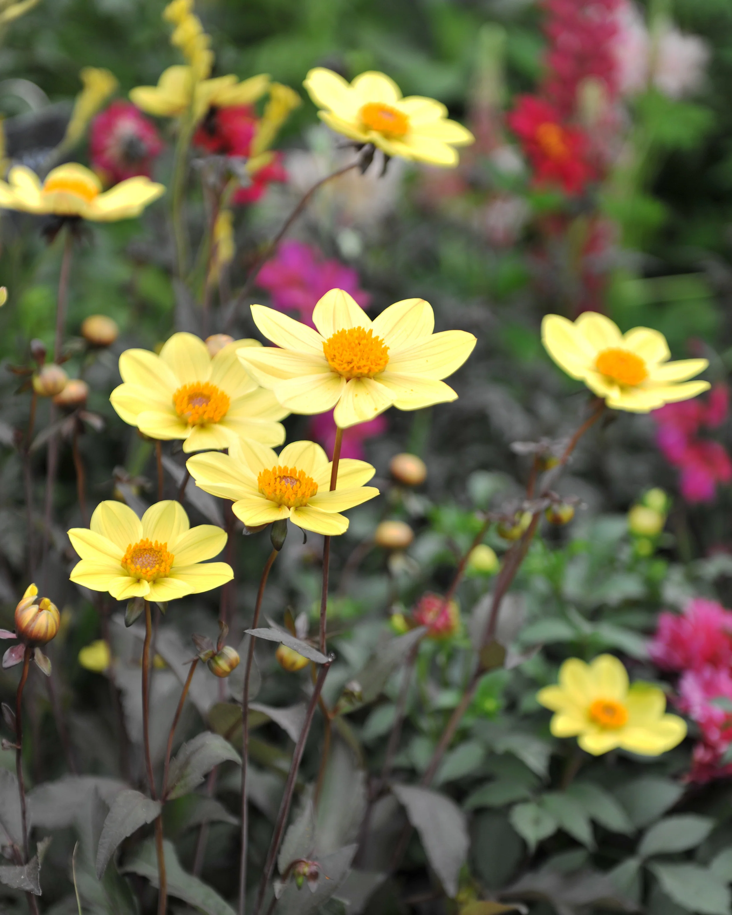 Dahlia 'HS Party' - Image 2