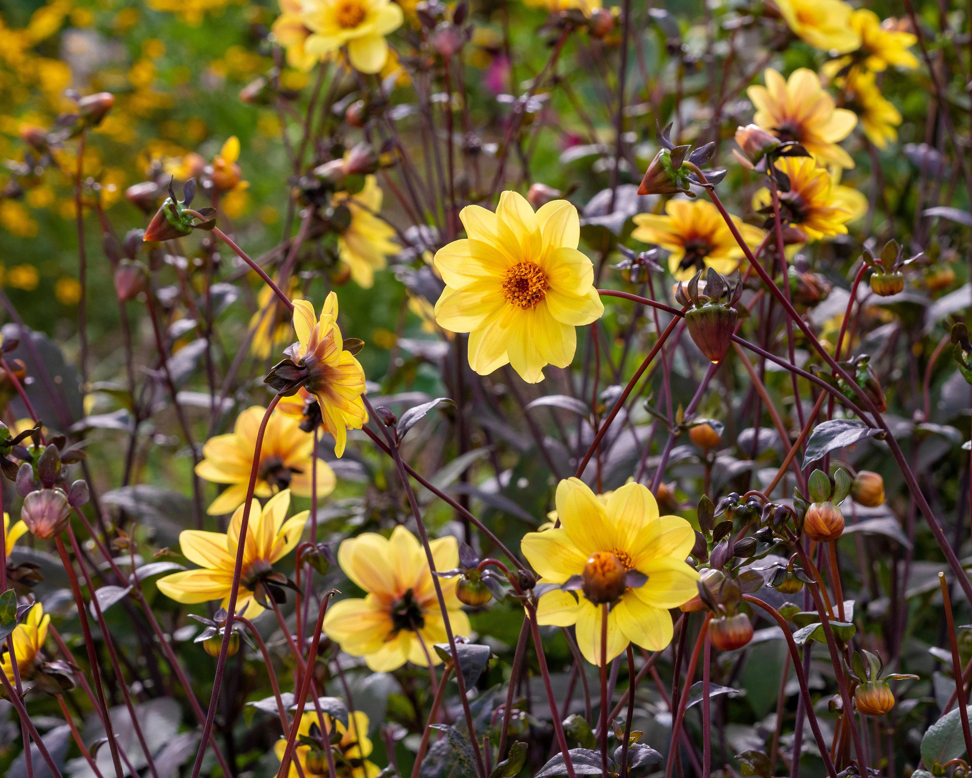 Dahlia 'HS Party' - Image 3