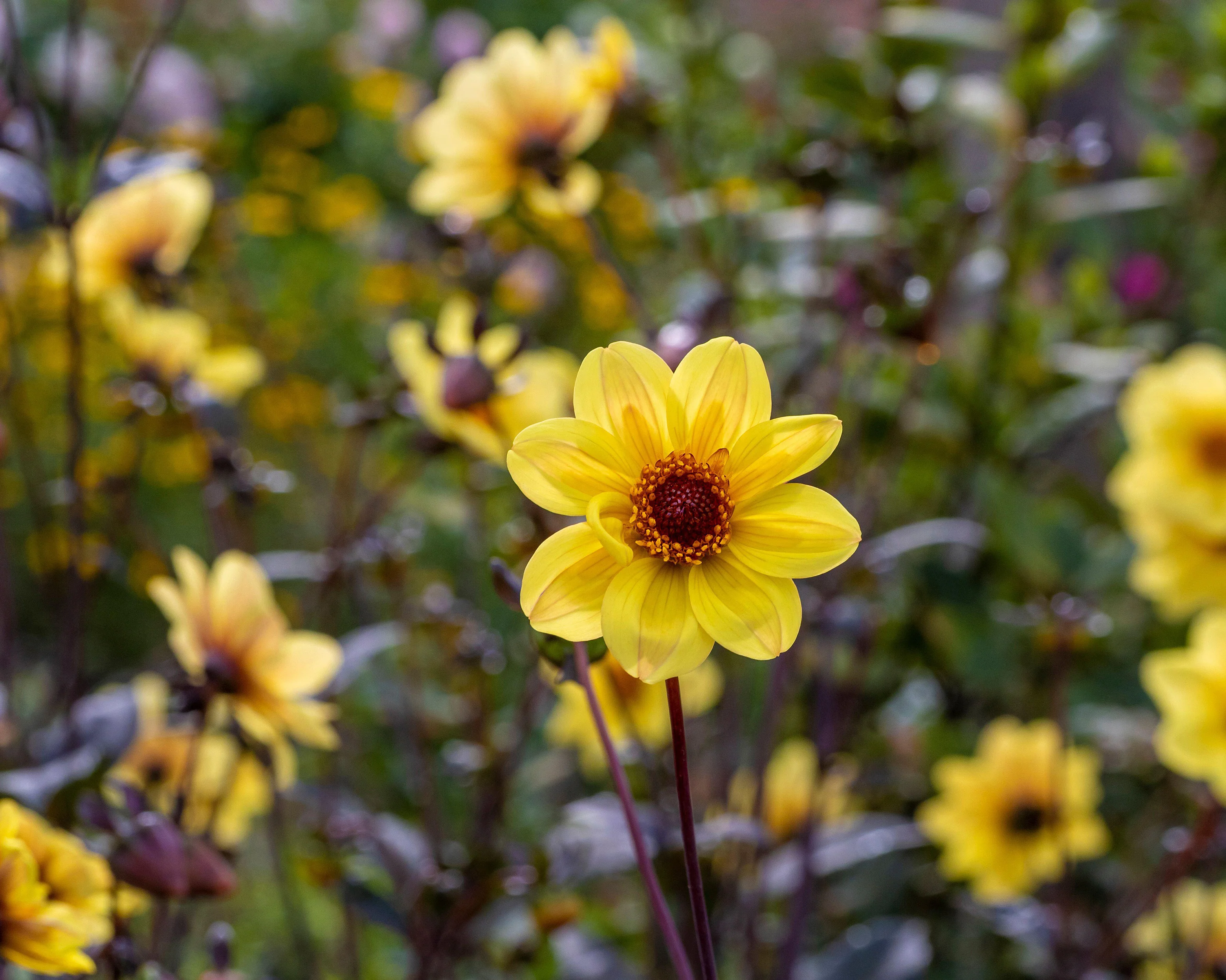 Dahlia 'HS Party' - Image 6