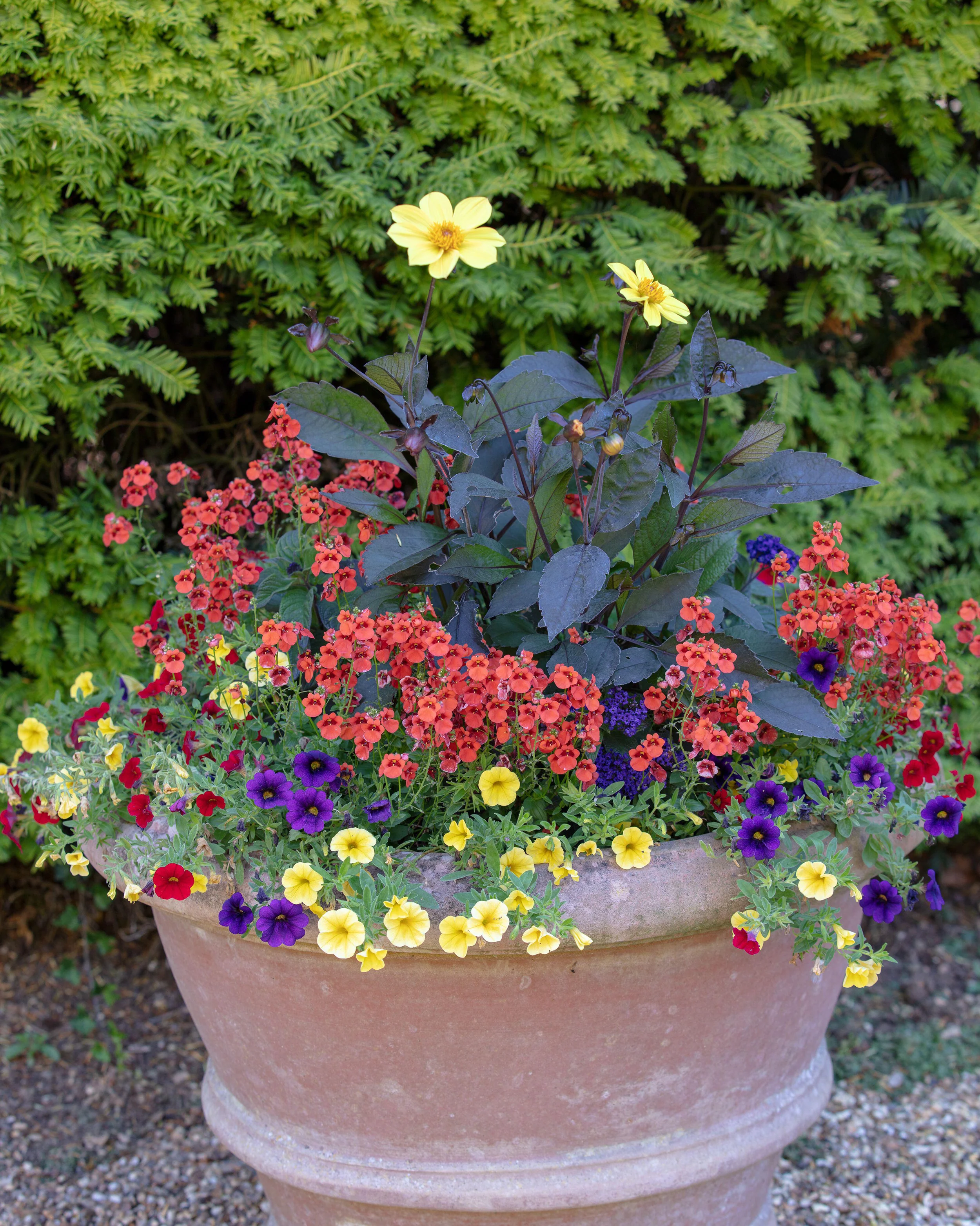 Dahlia 'HS Party' - Image 9