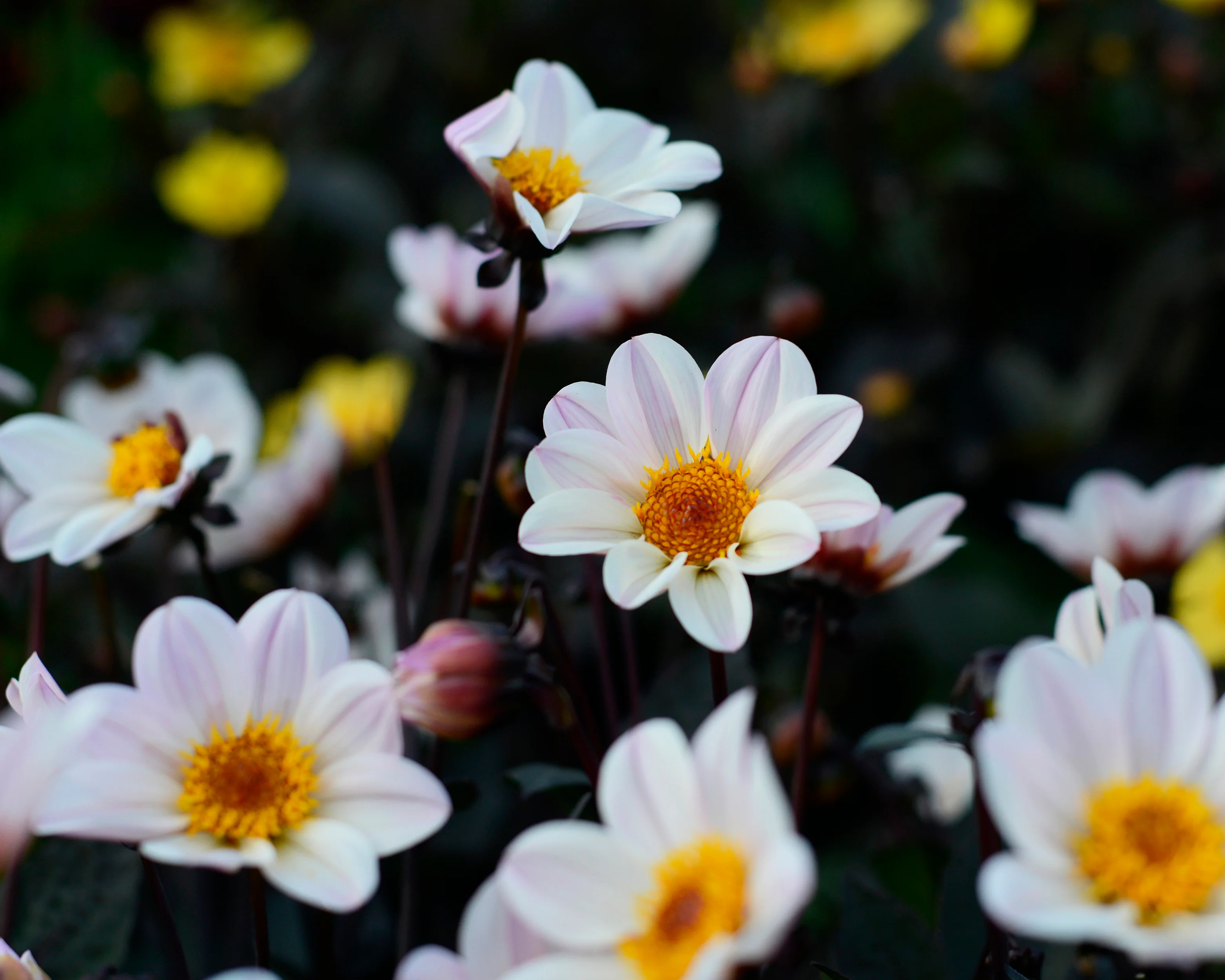 Dahlia 'HS Princess' - Image 4