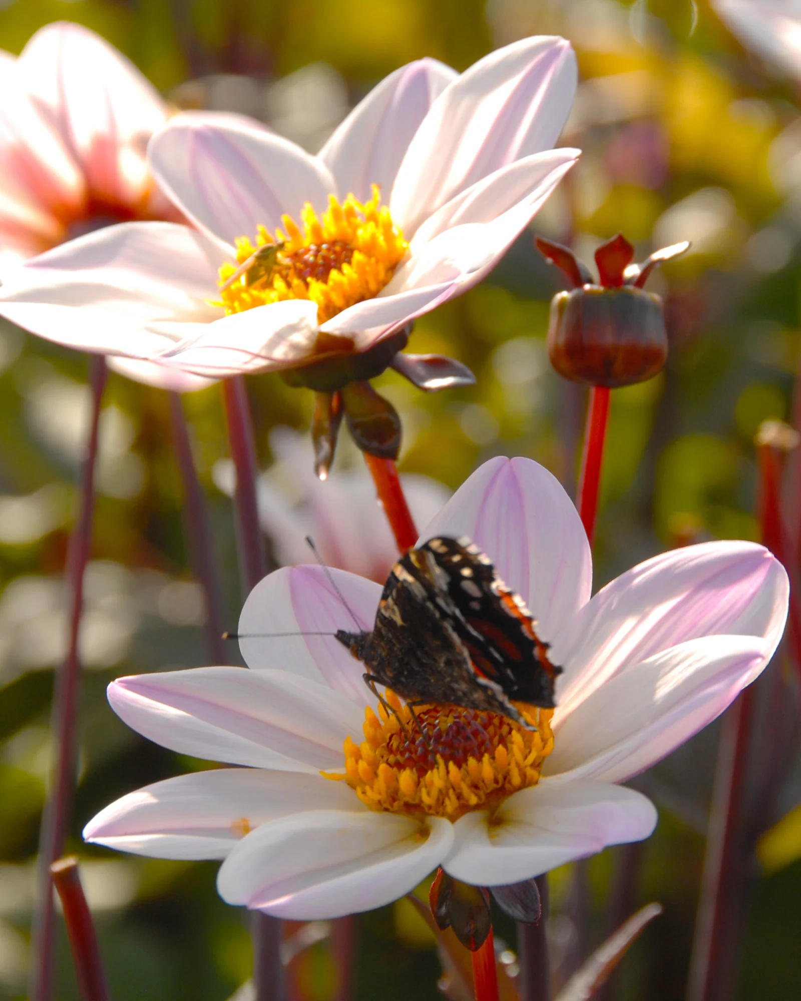 Dahlia 'HS Princess' - Image 7
