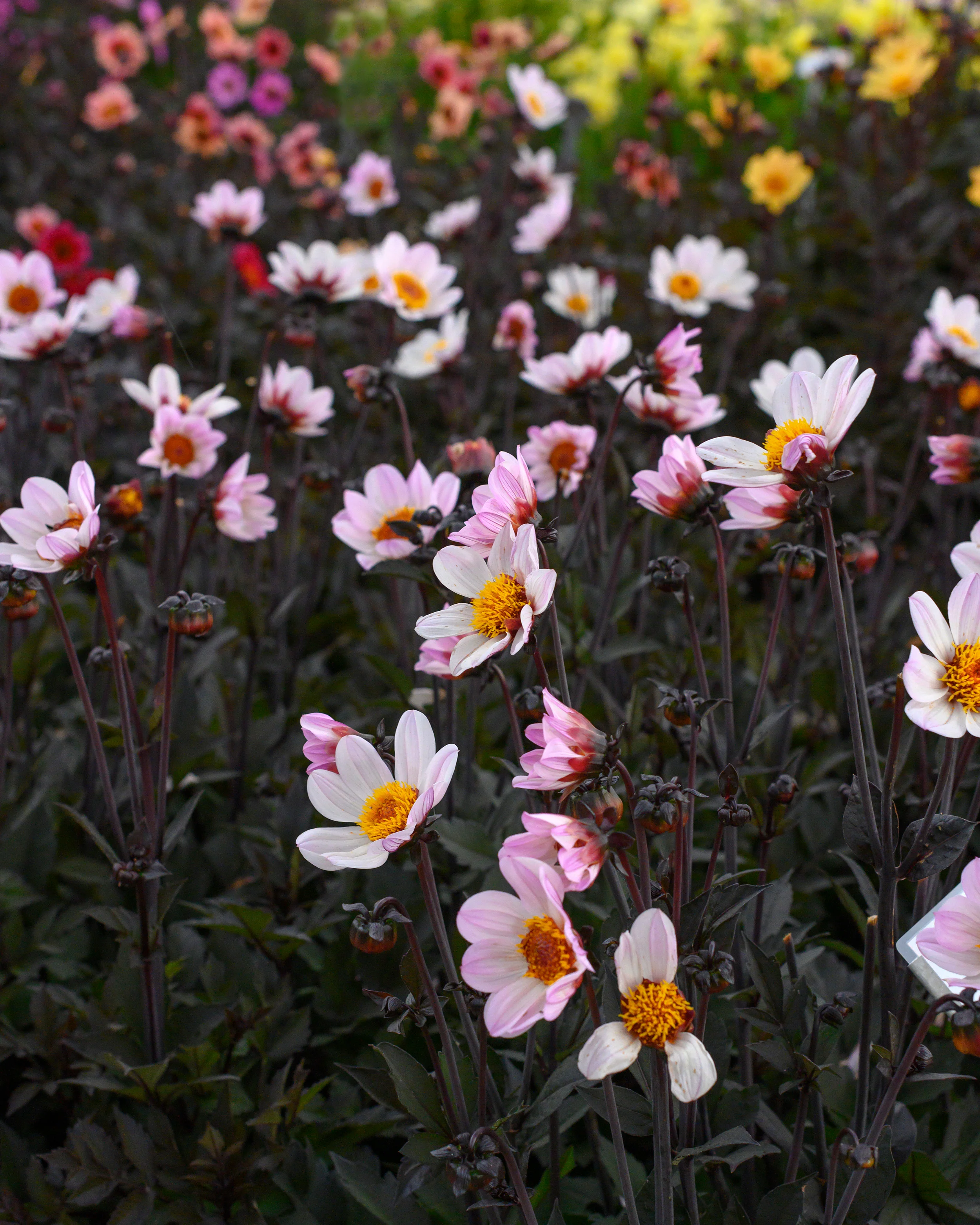 Dahlia 'HS Princess' - Image 8