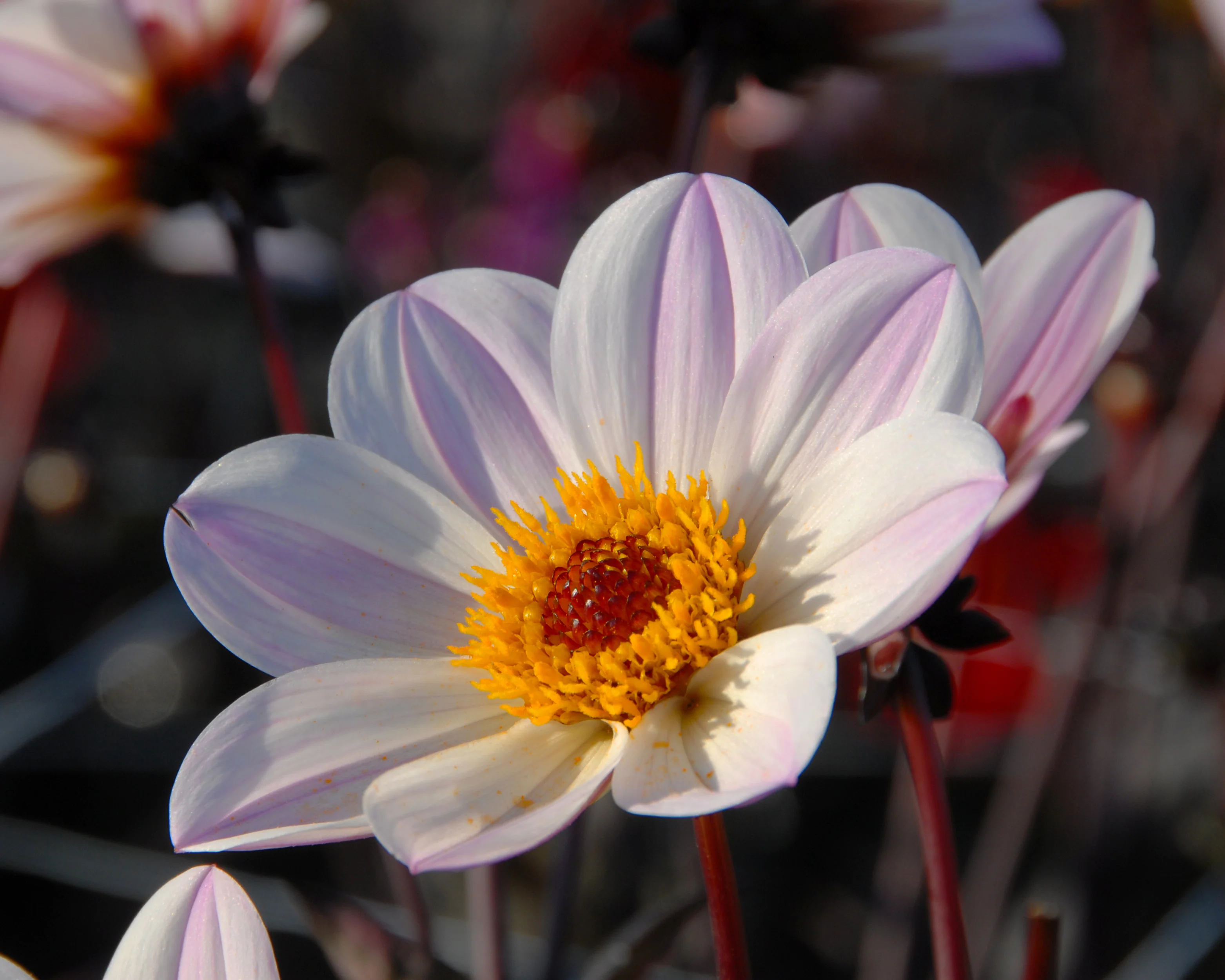 Dahlia 'HS Princess' - Image 9