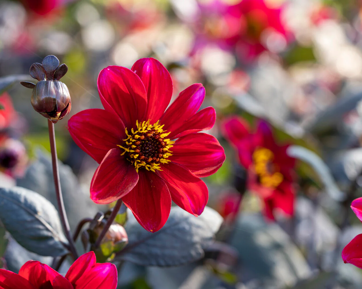 Dahlia 'HS Romeo' - Image 2