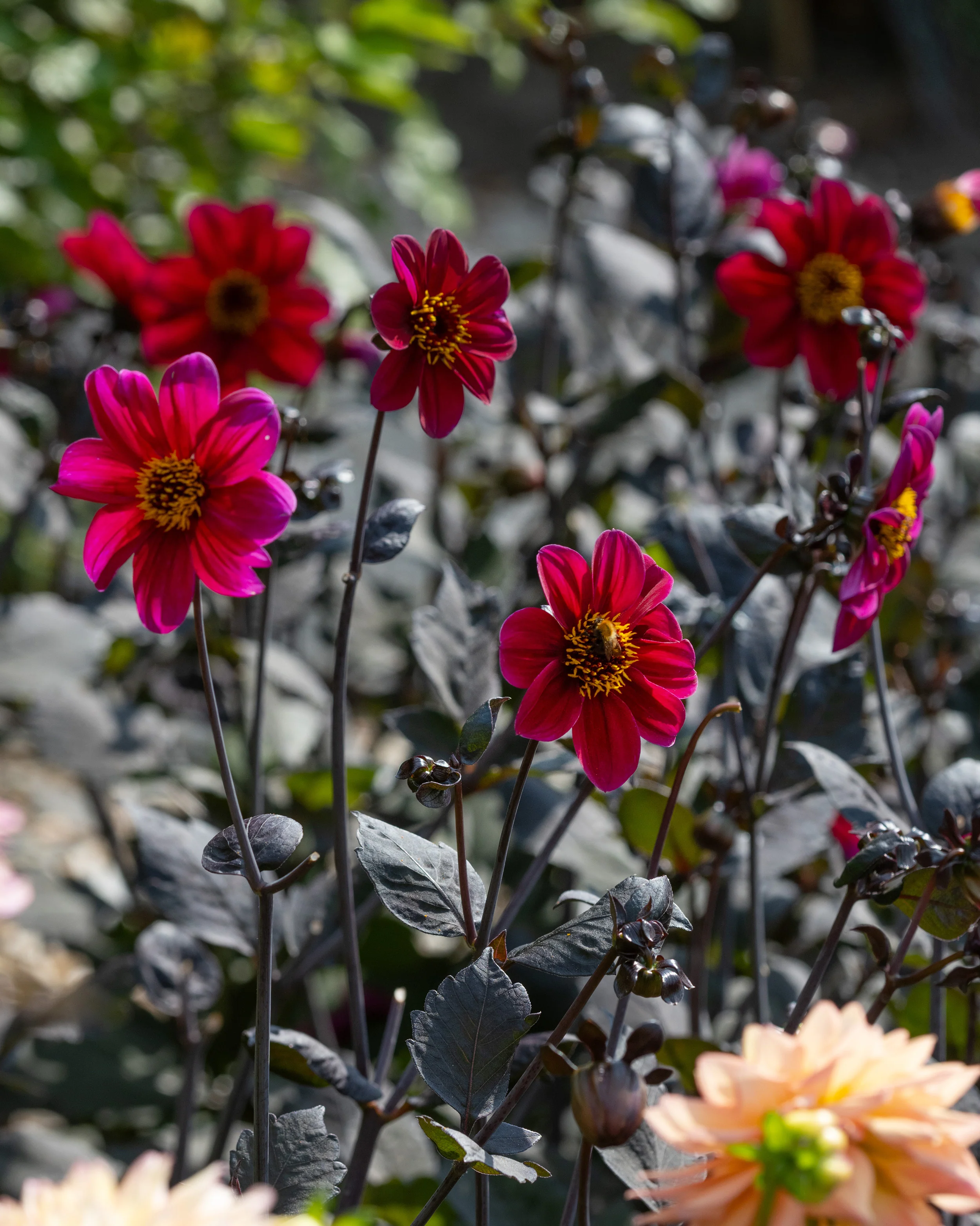 Dahlia 'HS Romeo' - Image 5