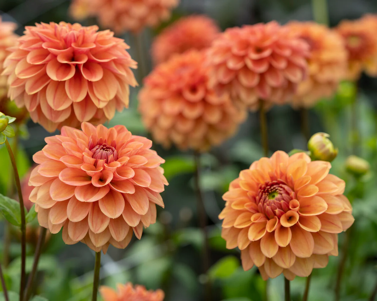 Dahlia 'Iced Tea' - Image 2