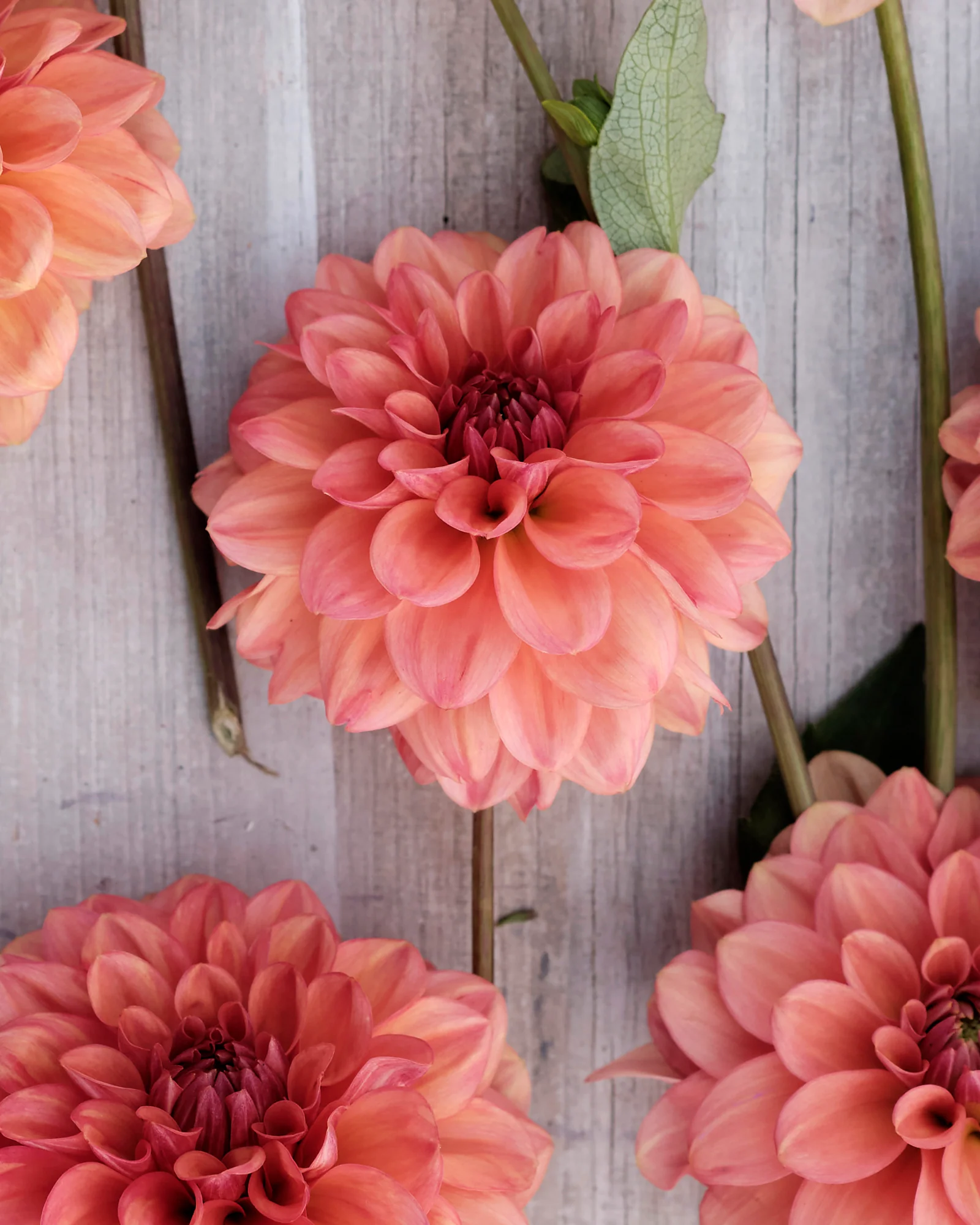 Dahlia 'Iced Tea' - Image 6