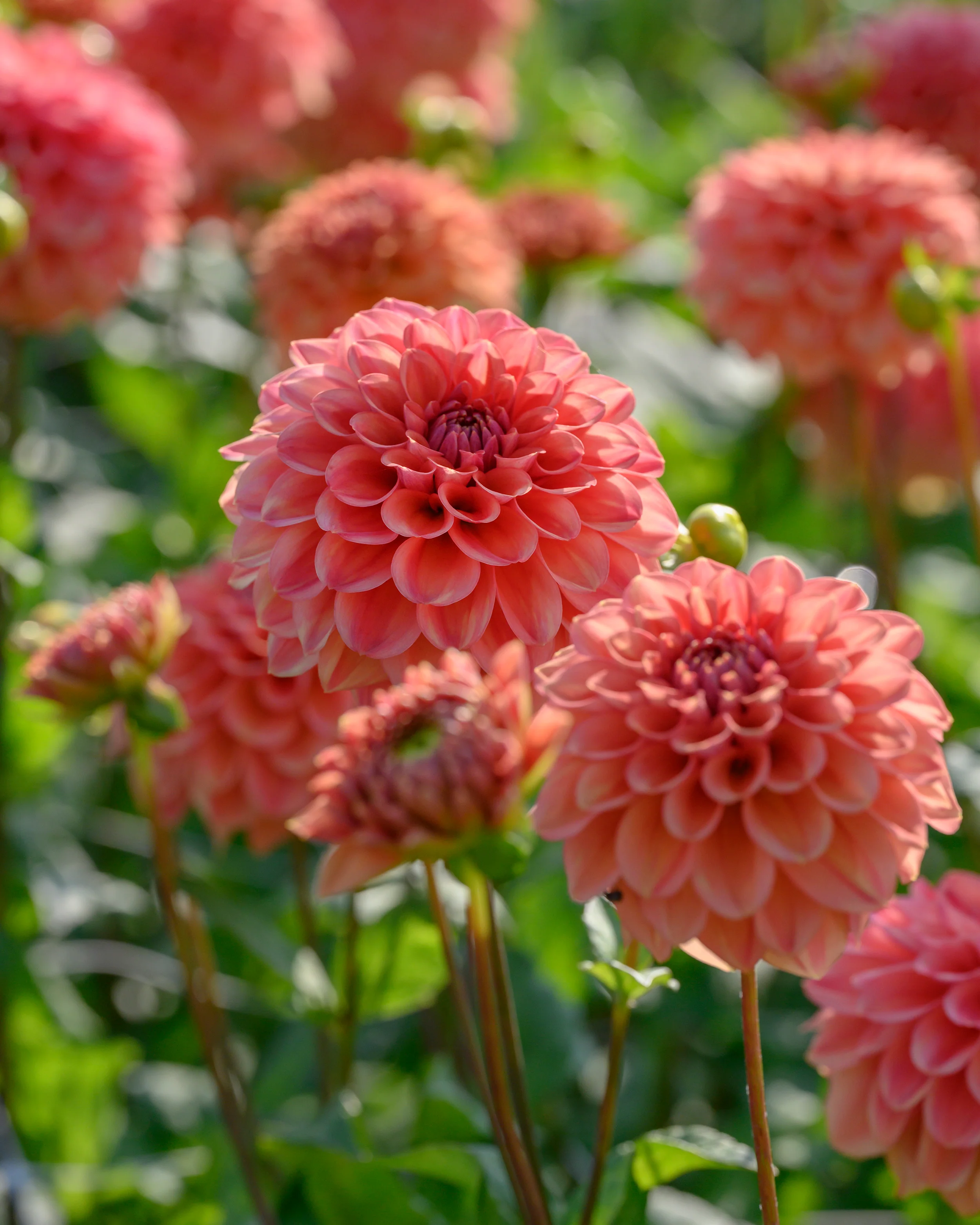 Dahlia 'Iced Tea' - Image 7