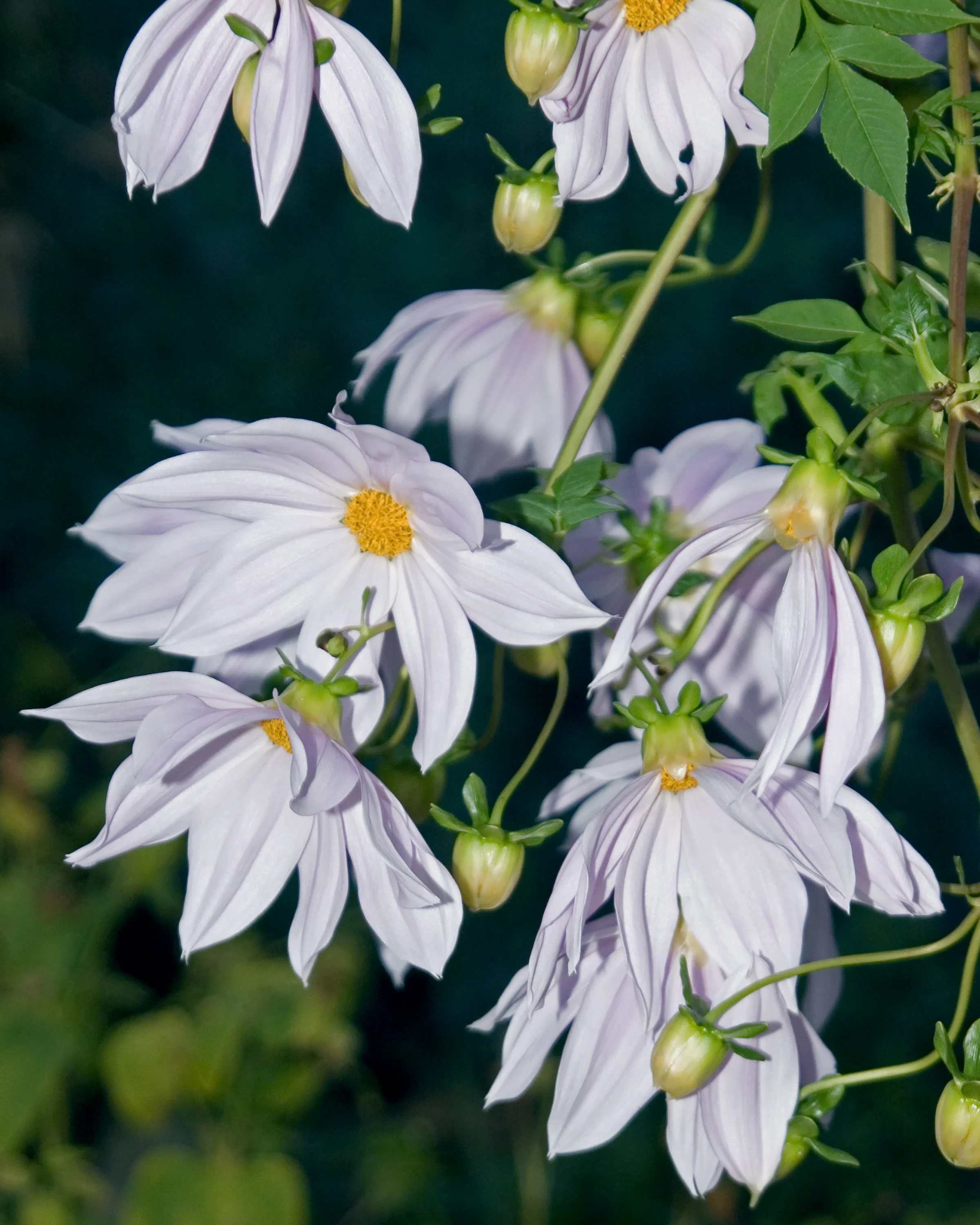 Dahlia imperialis 'Alba' - Image 2