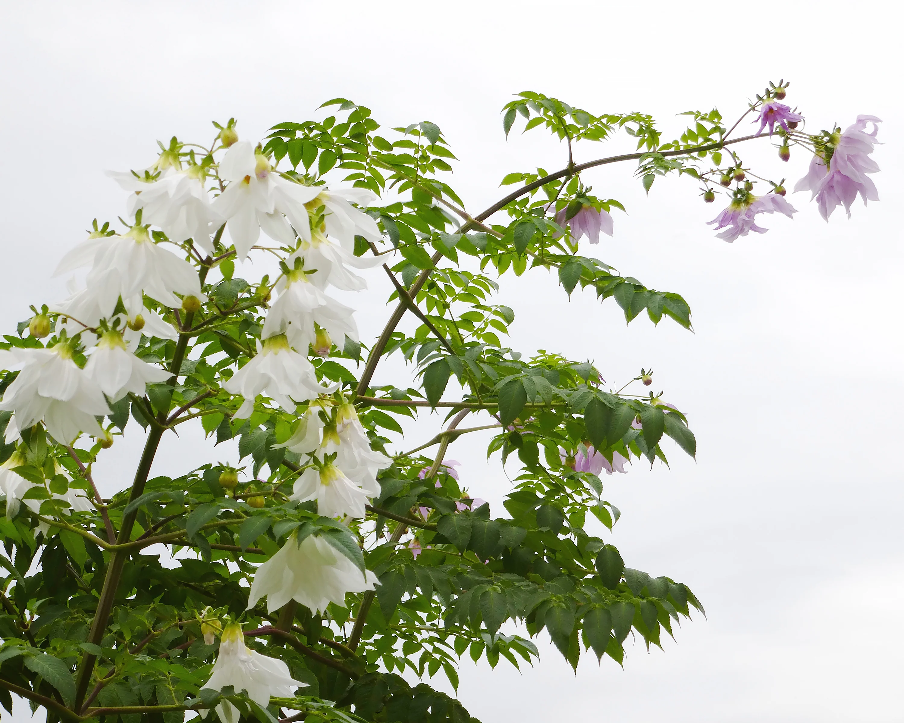Dahlia imperialis 'Alba' - Image 5