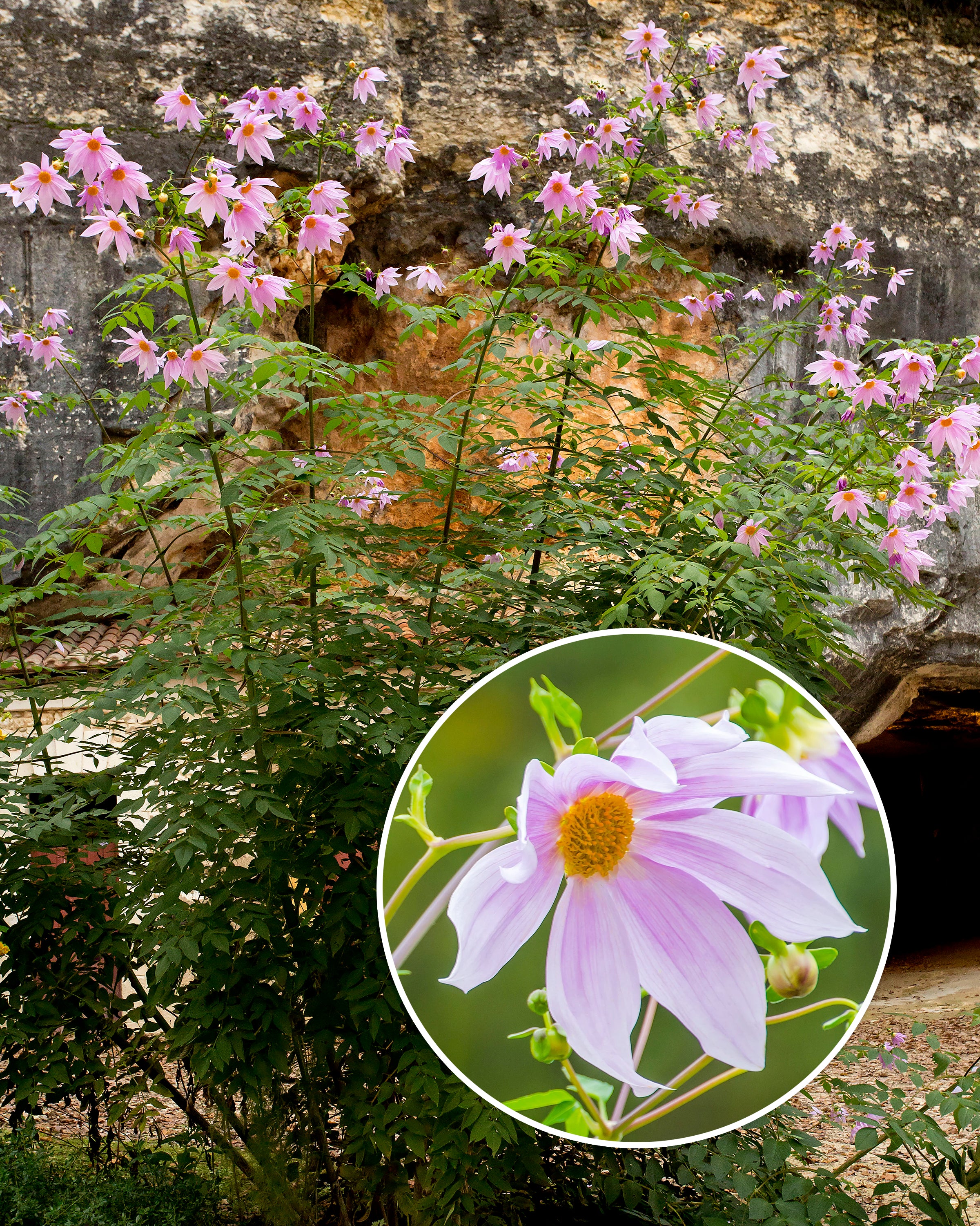 Dahlia imperialis