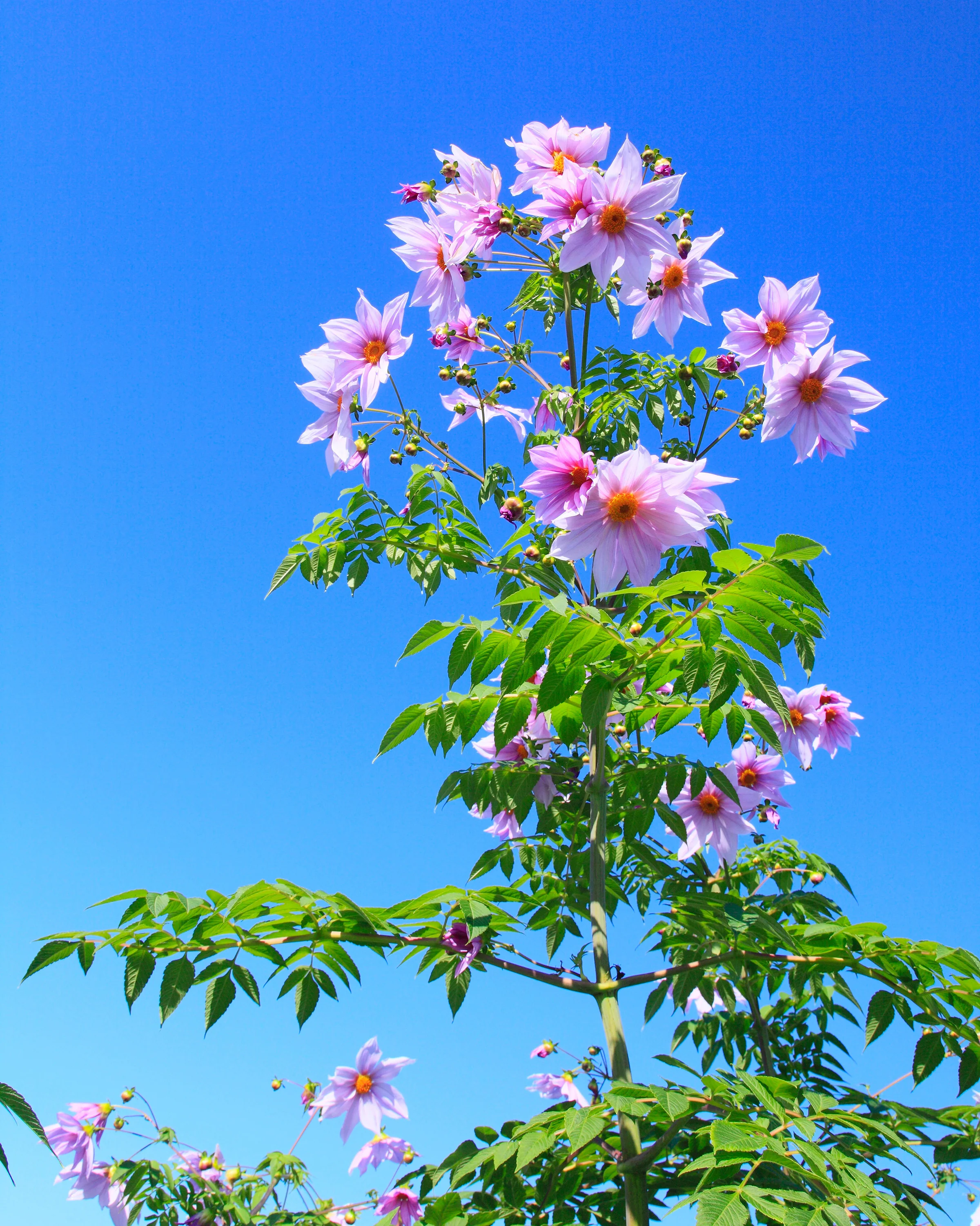 Dahlia imperialis - Image 2