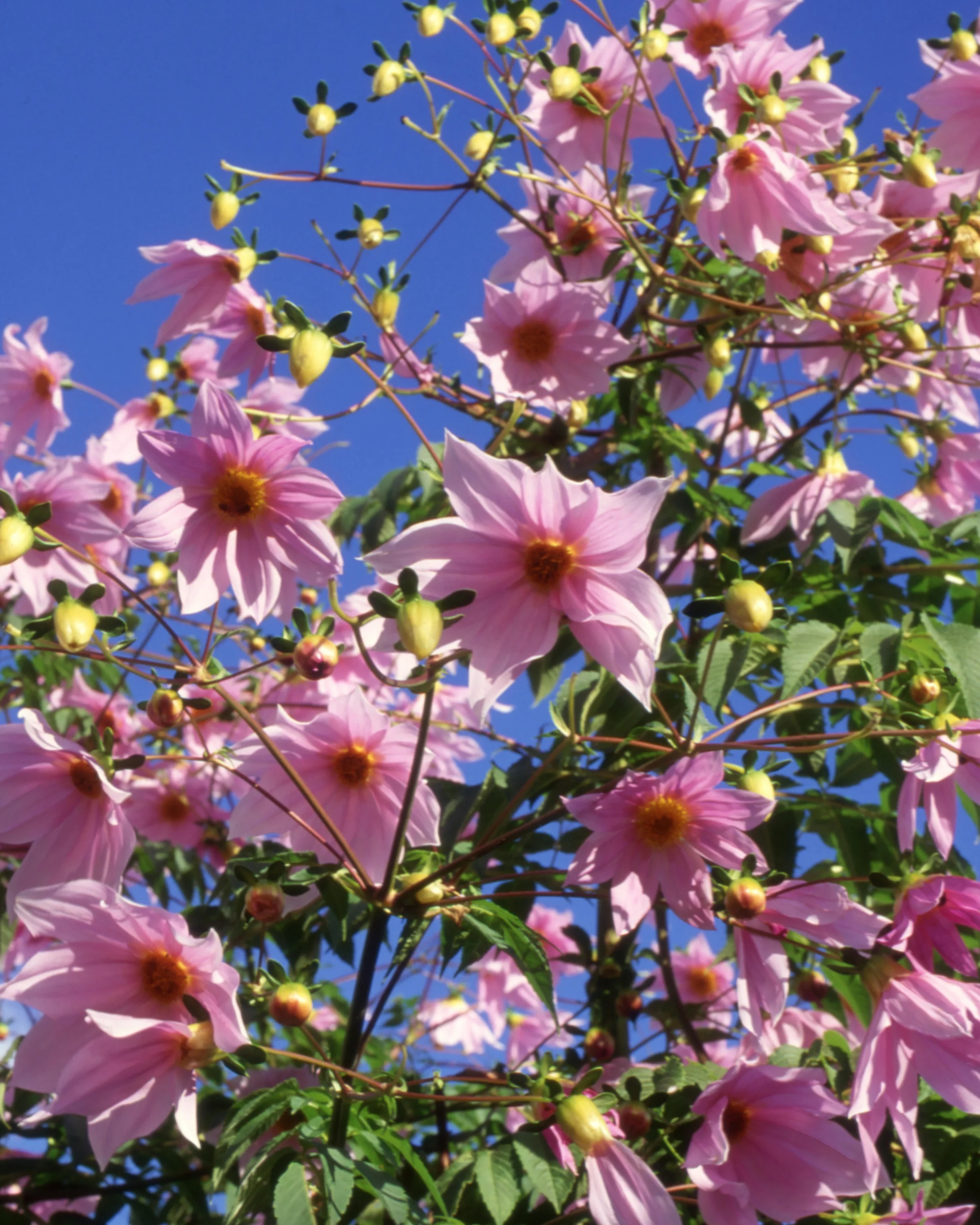 Dahlia imperialis - Image 5