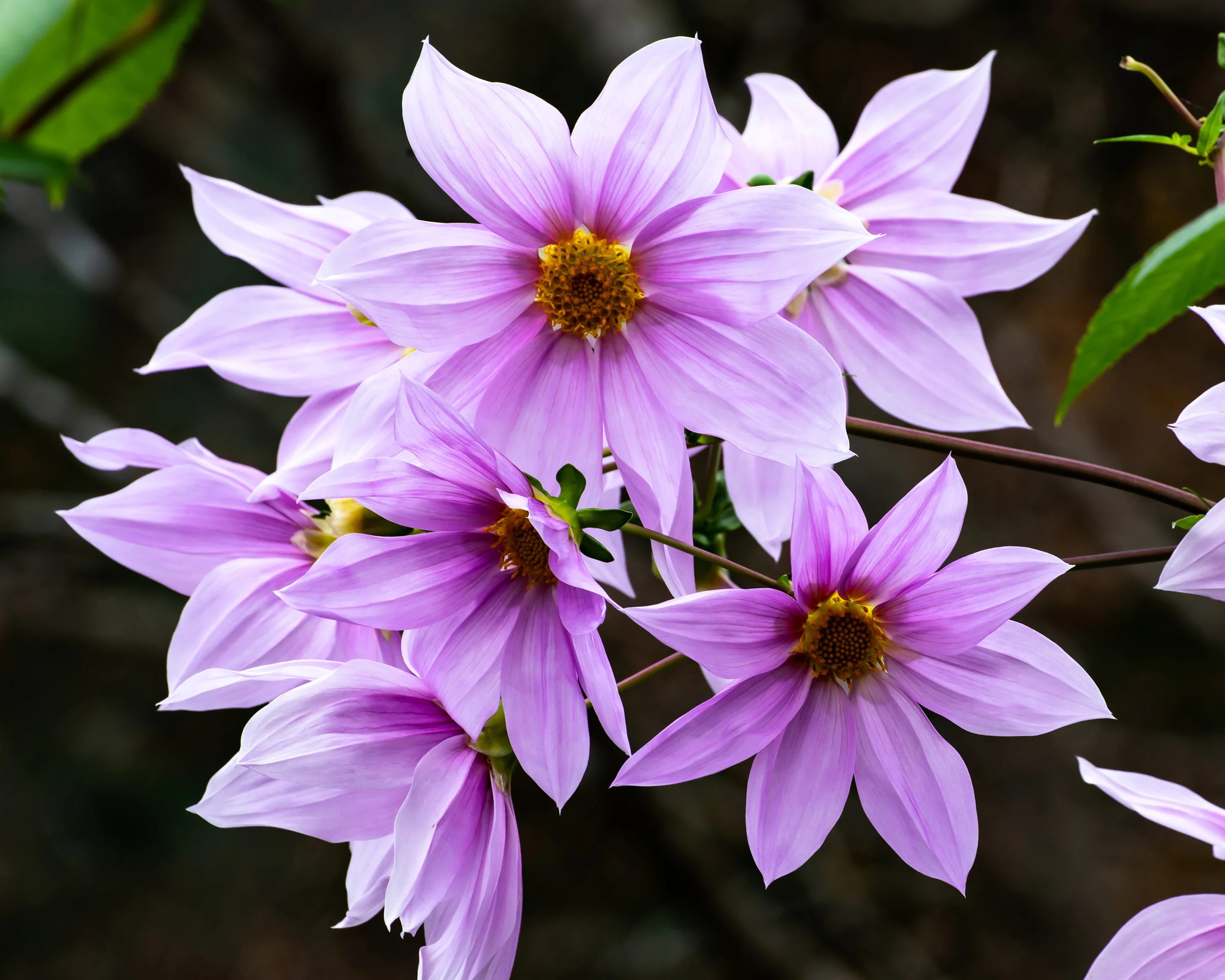 Dahlia imperialis - Image 6
