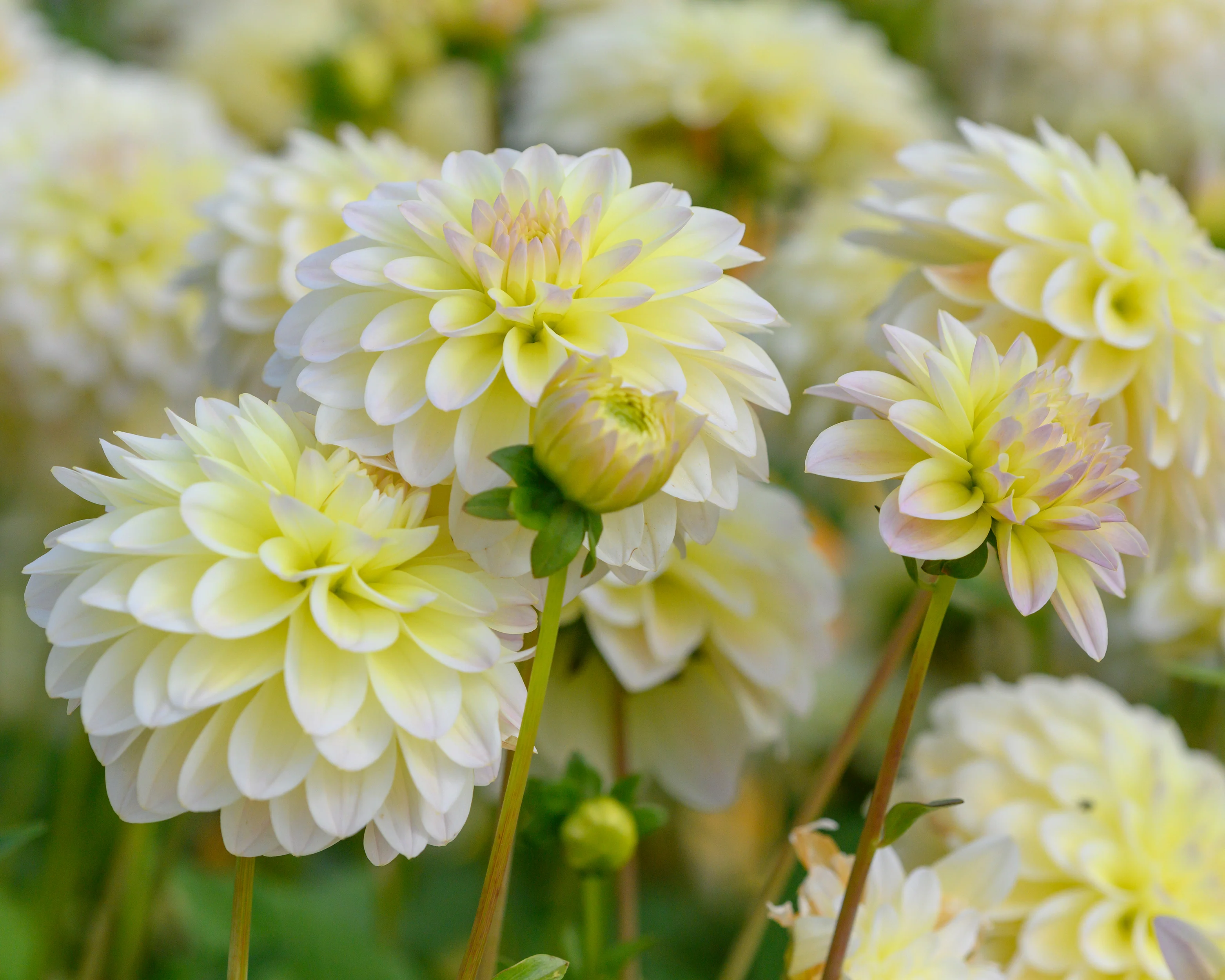 Dahlia 'Innocent Silence' - Image 2