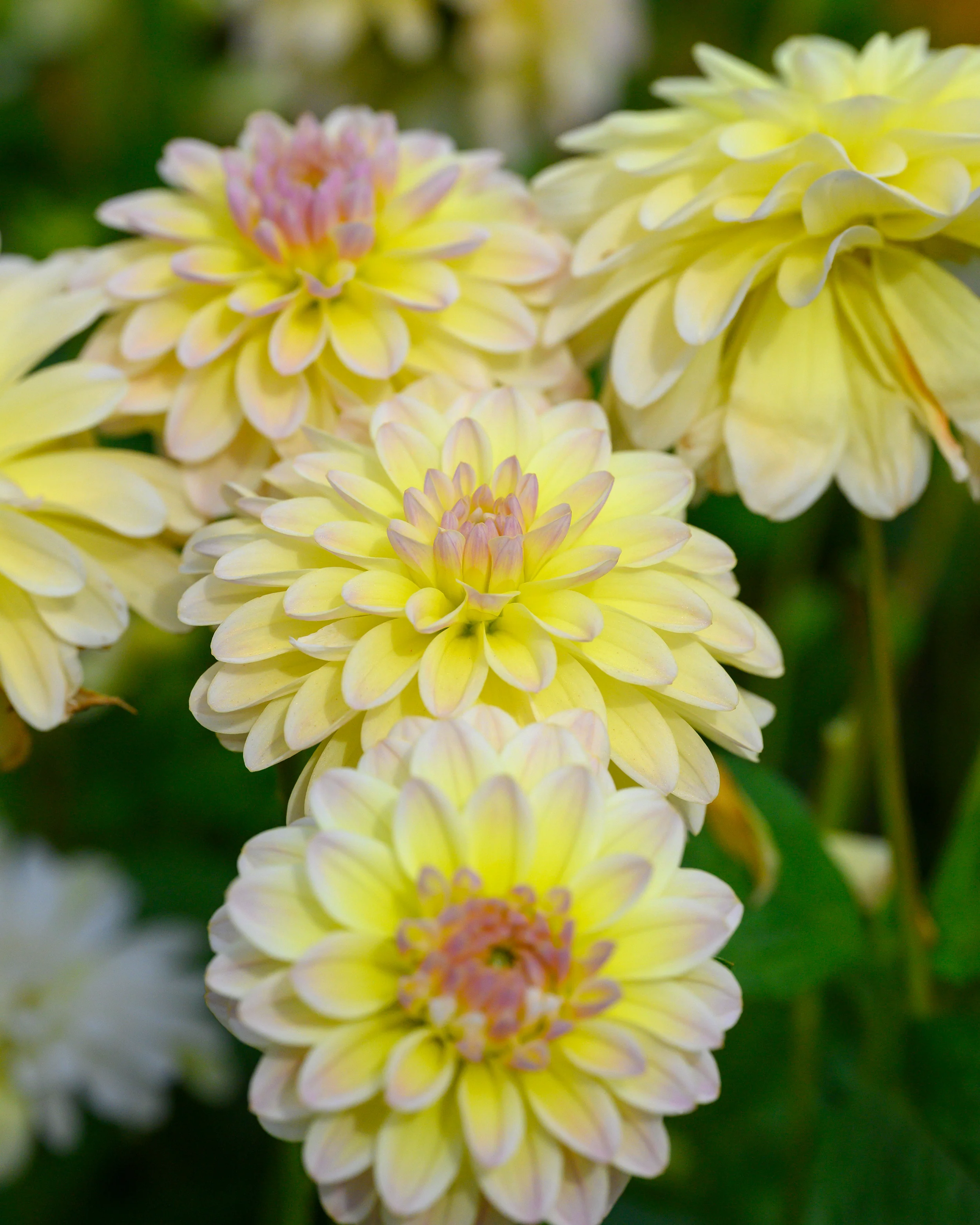 Dahlia 'Innocent Silence' - Image 4