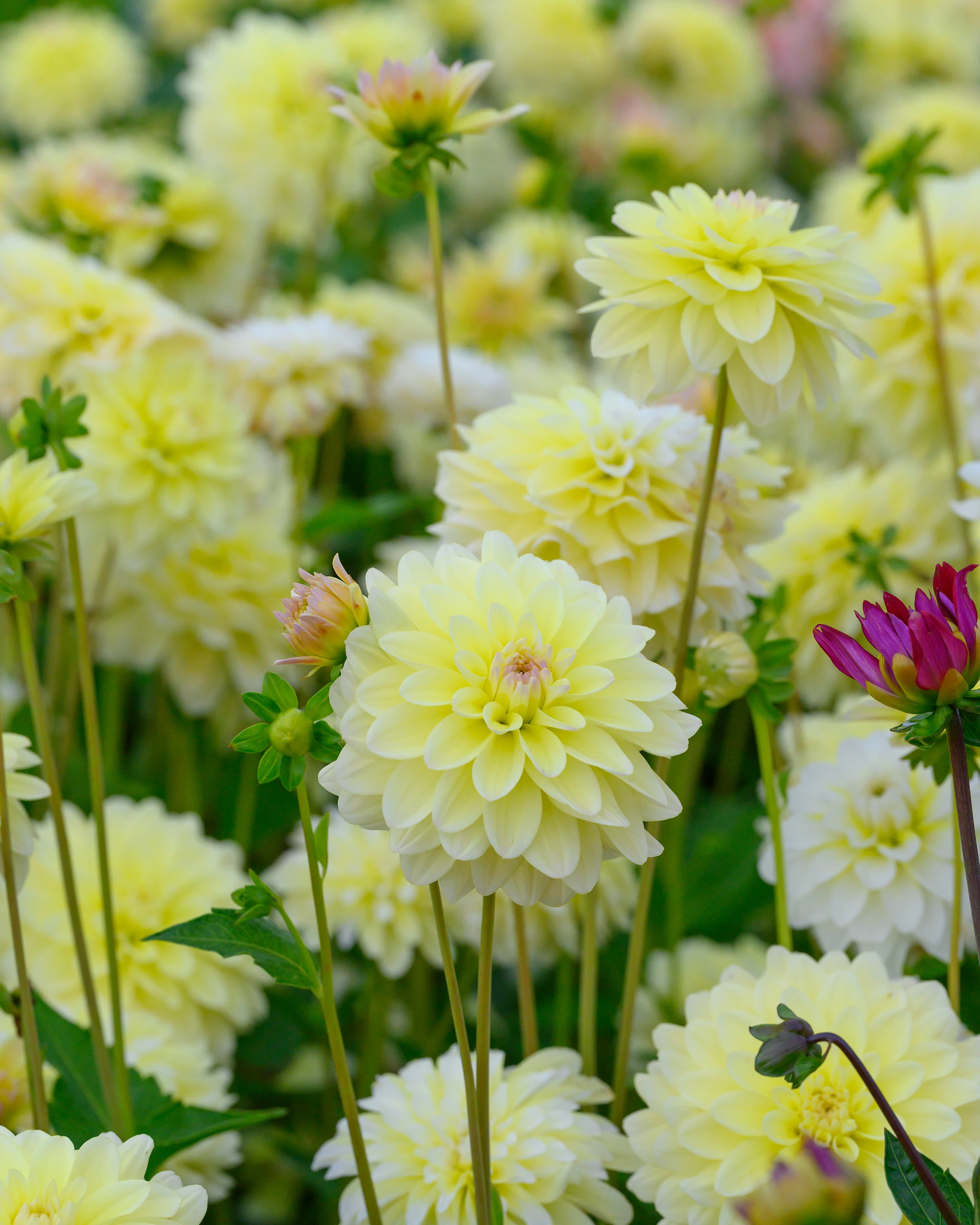 Dahlia 'Innocent Silence' - Image 8