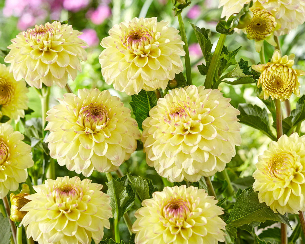 Dahlia 'Isa Favourite' - Image 2