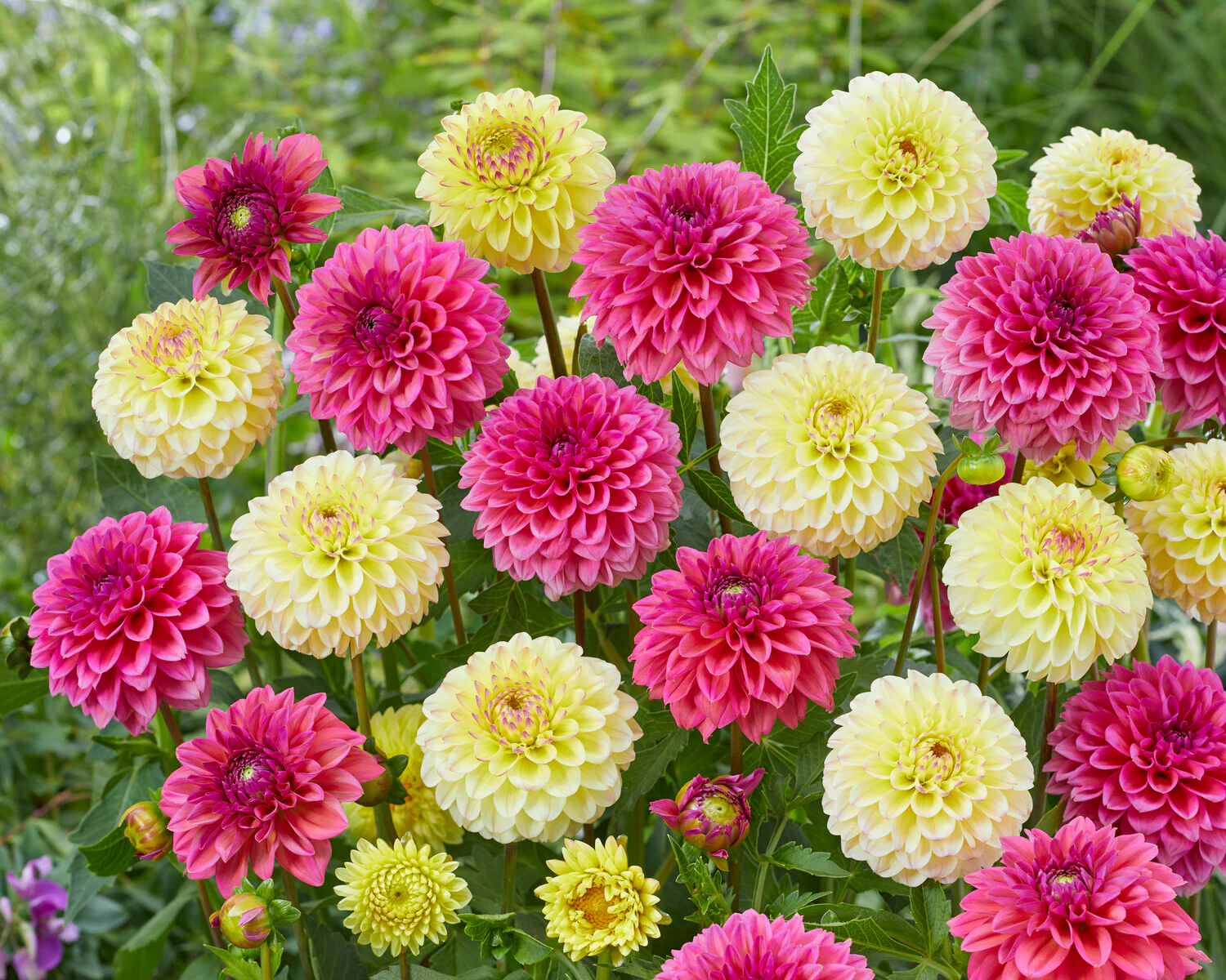 Dahlia 'Isa Favourite' - Image 3