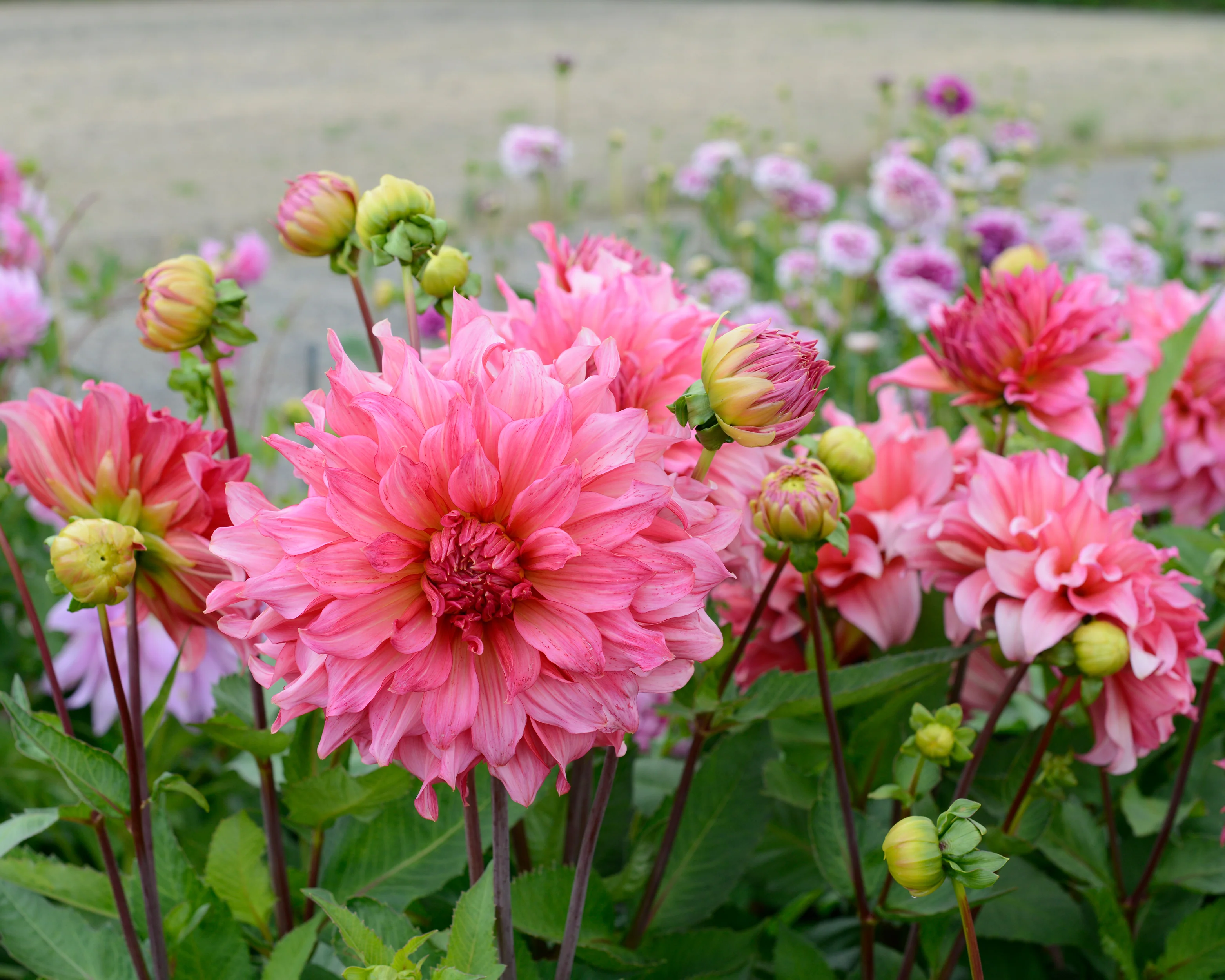 Dahlia 'Islander' - Image 2