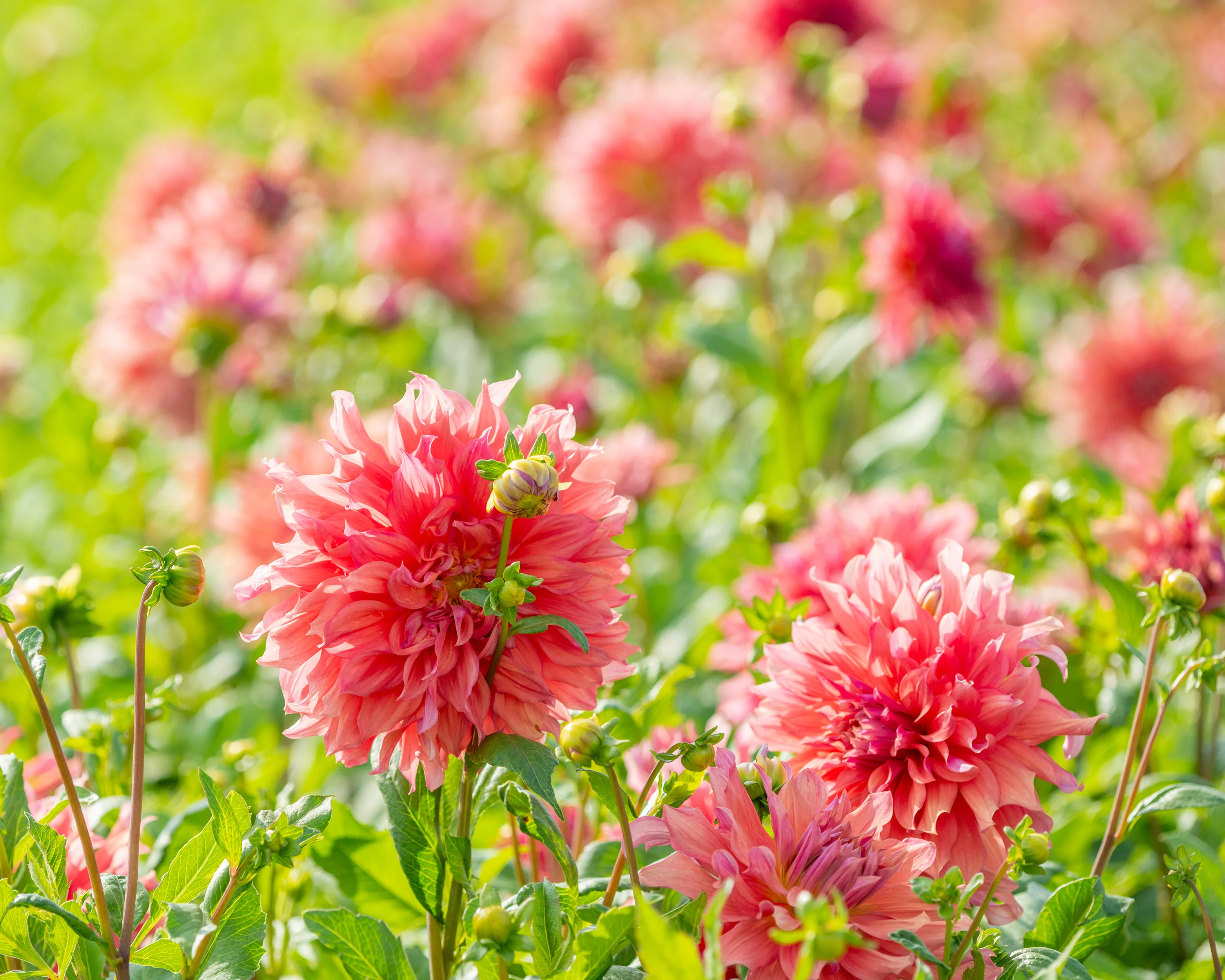 Dahlia 'Islander' - Image 3