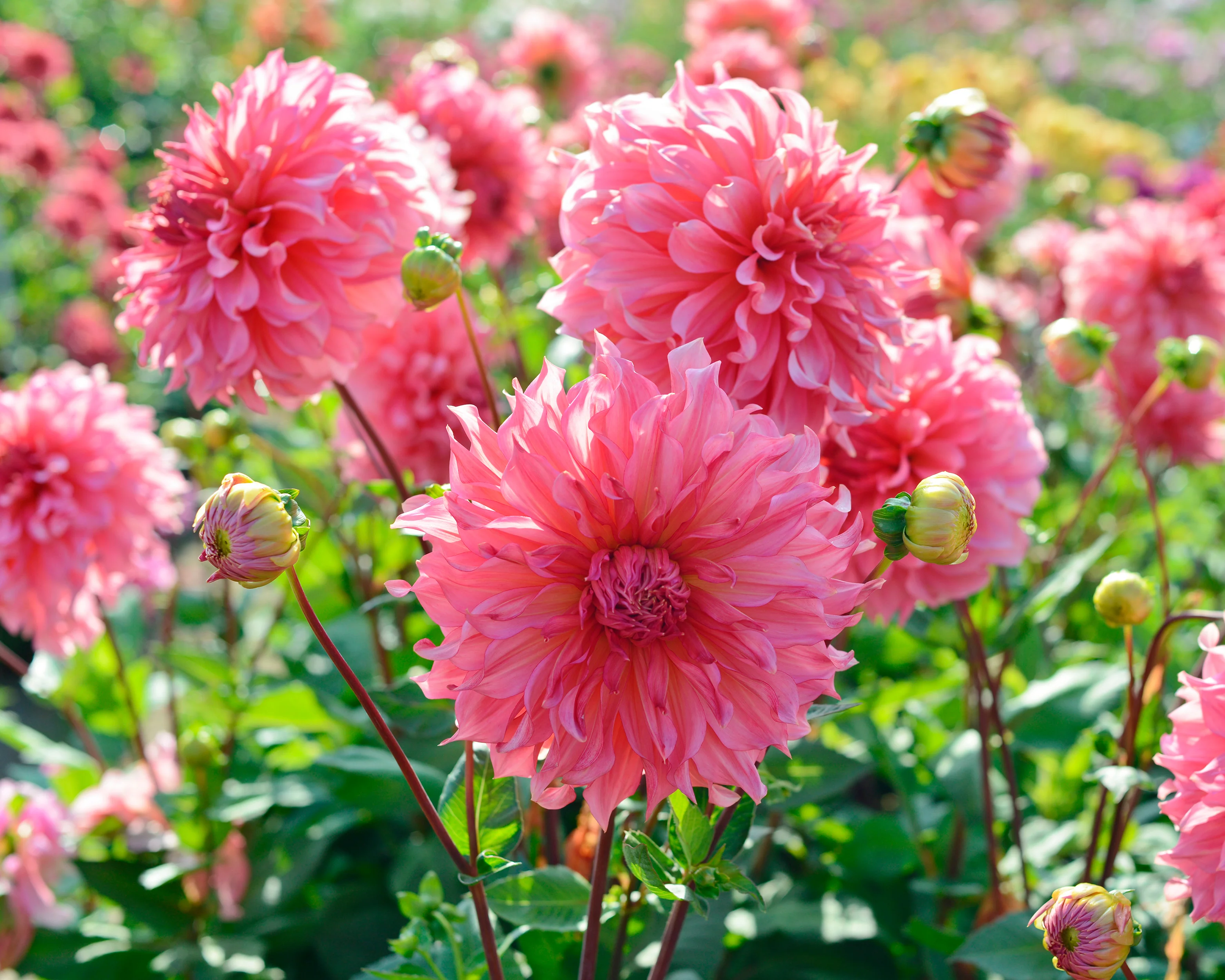 Dahlia 'Islander' - Image 6