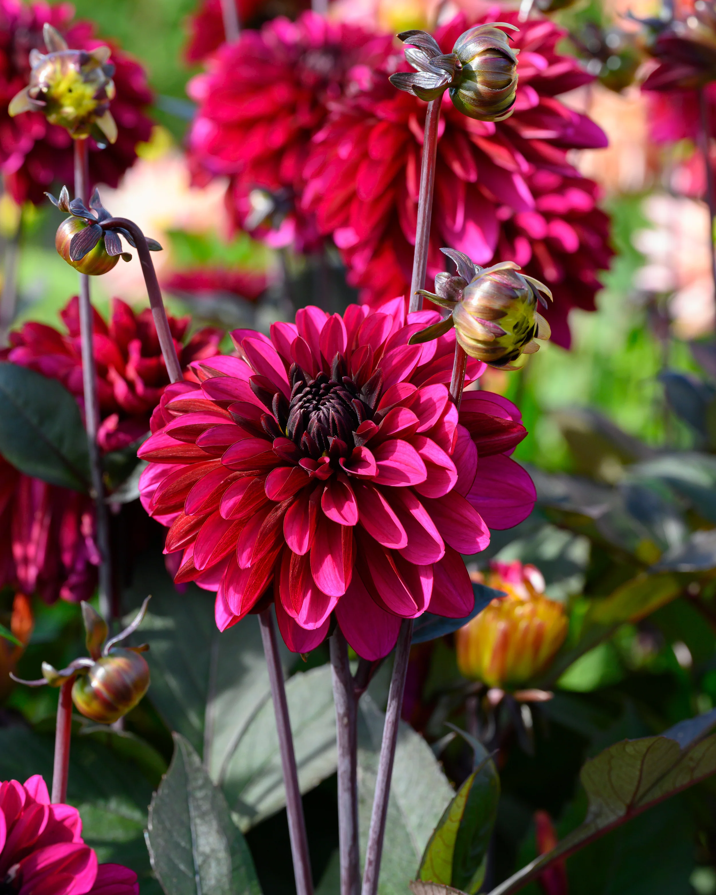 Dahlia 'Jennifer Mary Ellen' - Image 3