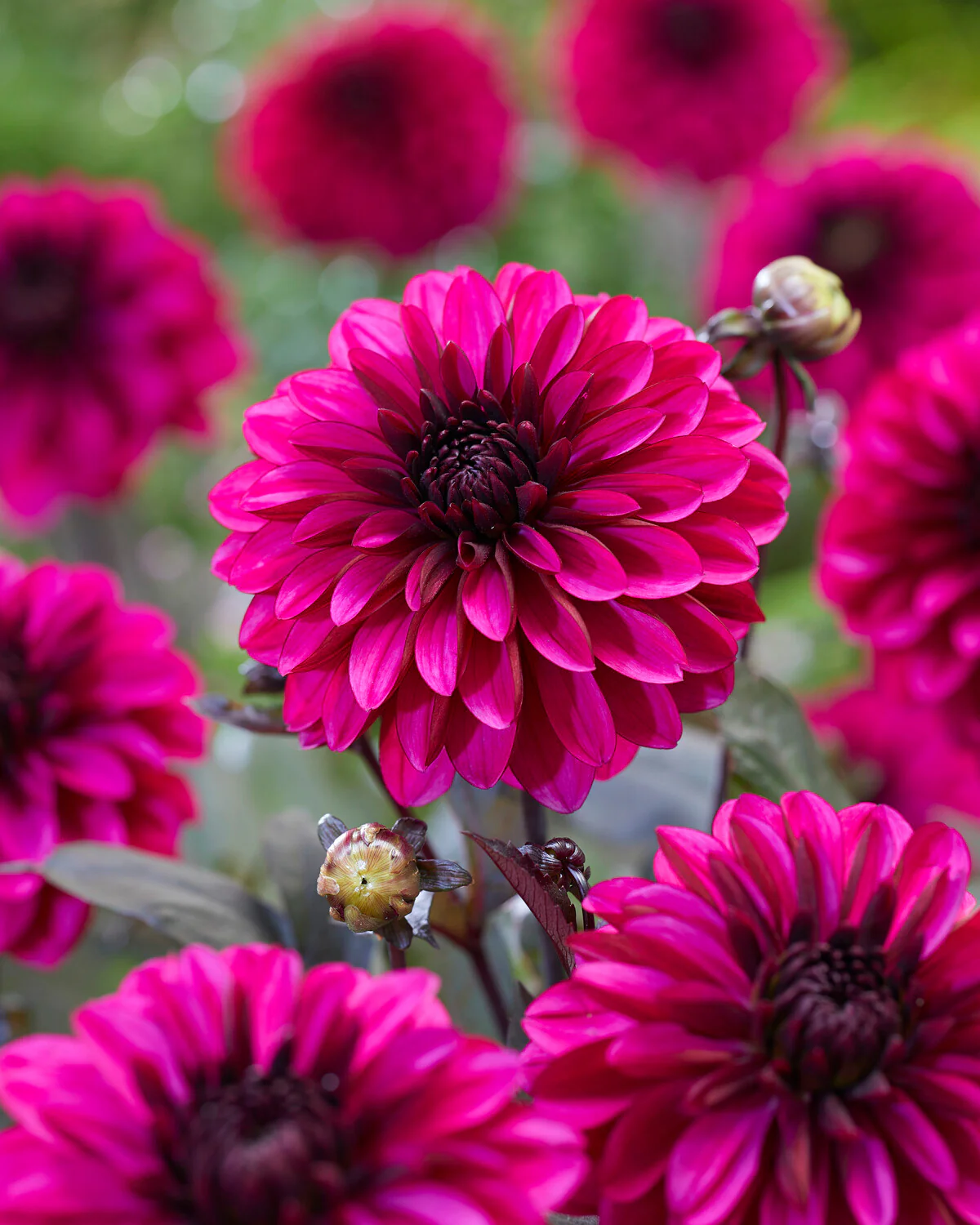 Dahlia 'Jennifer Mary Ellen' - Image 4