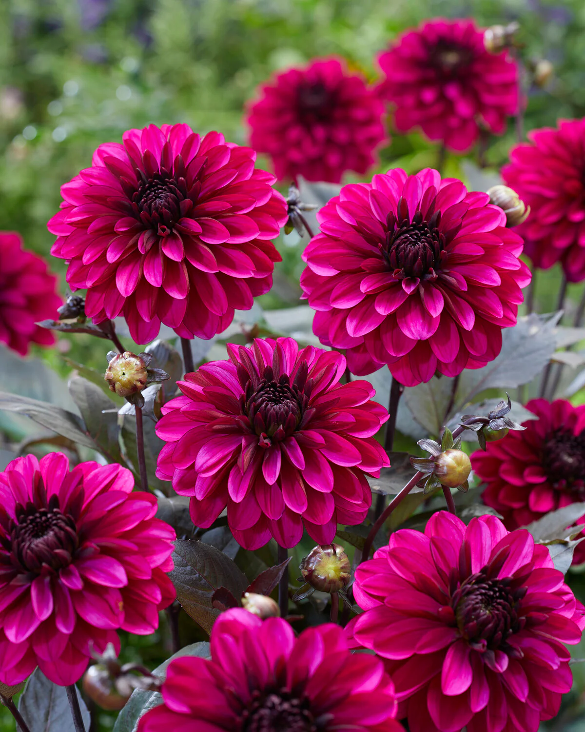 Dahlia 'Jennifer Mary Ellen' - Image 5