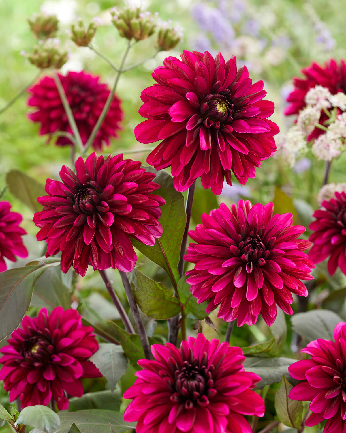 Dahlia 'Jennifer Mary Ellen' - Image 6