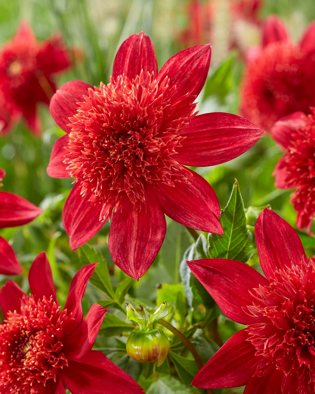 Dahlia 'Jive' - Image 2