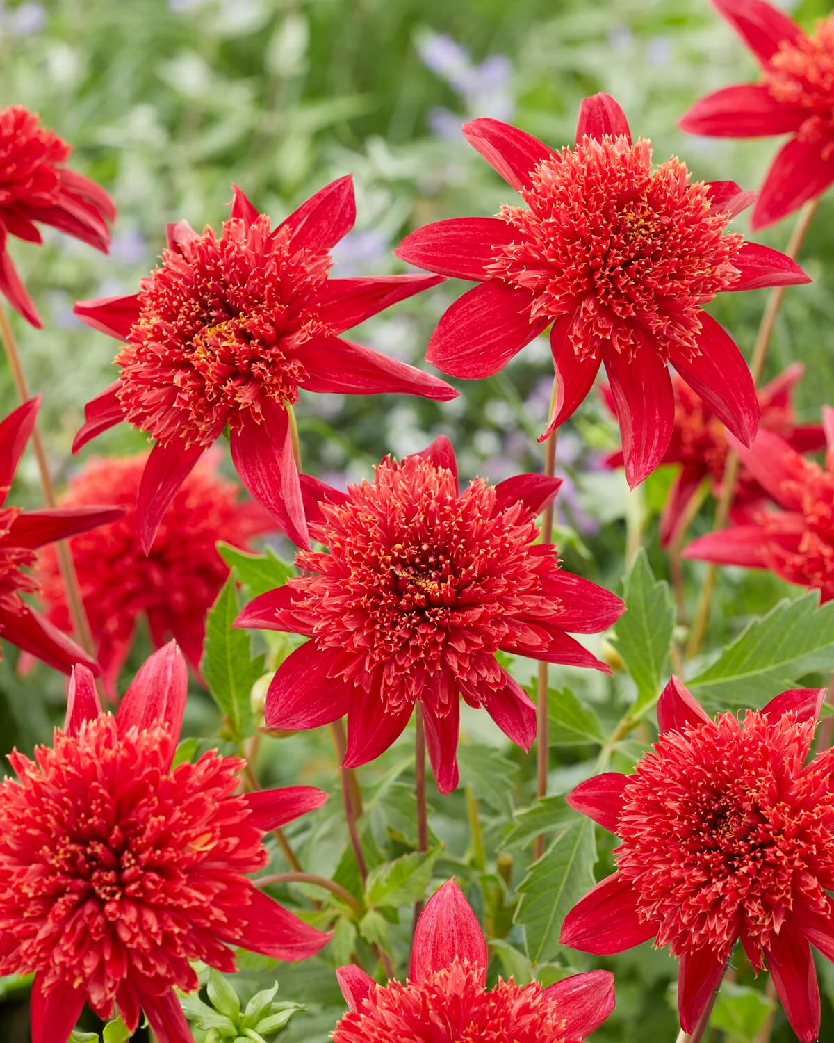 Dahlia 'Jive' - Image 3