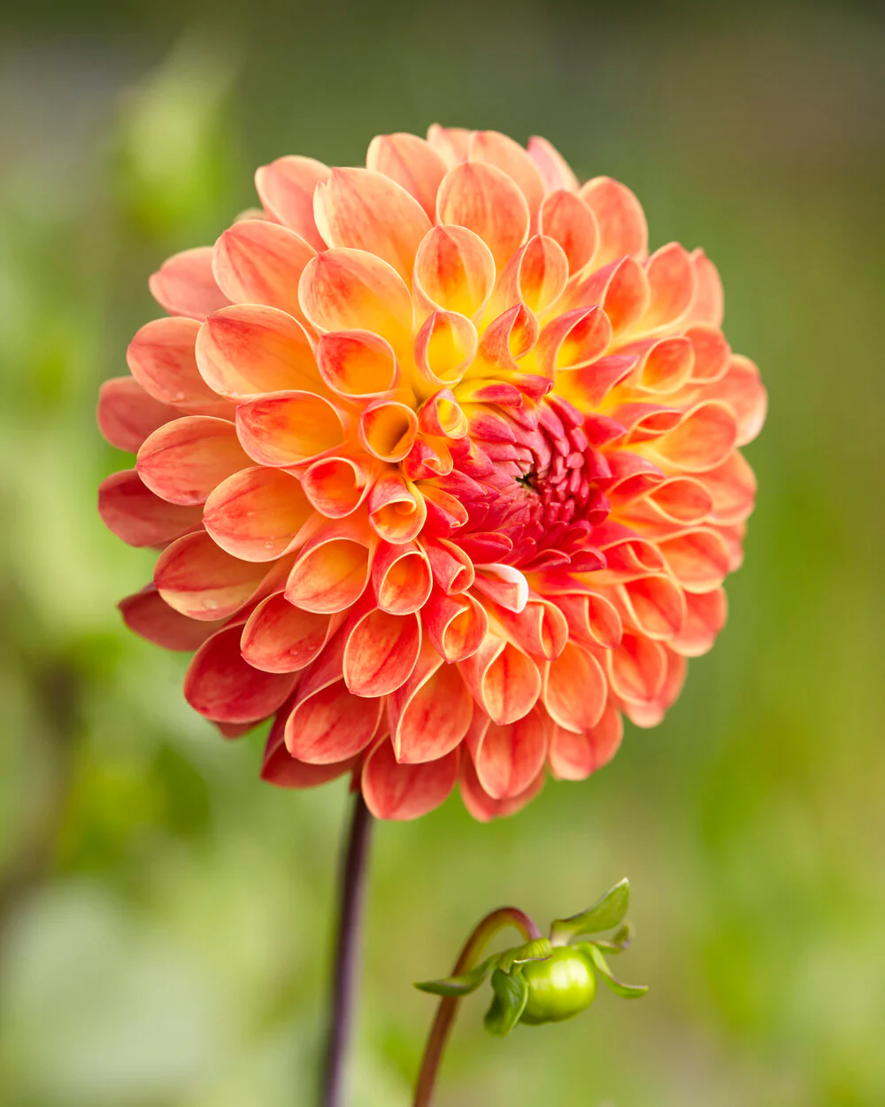Dahlia 'Jowey Chantal' - Image 4
