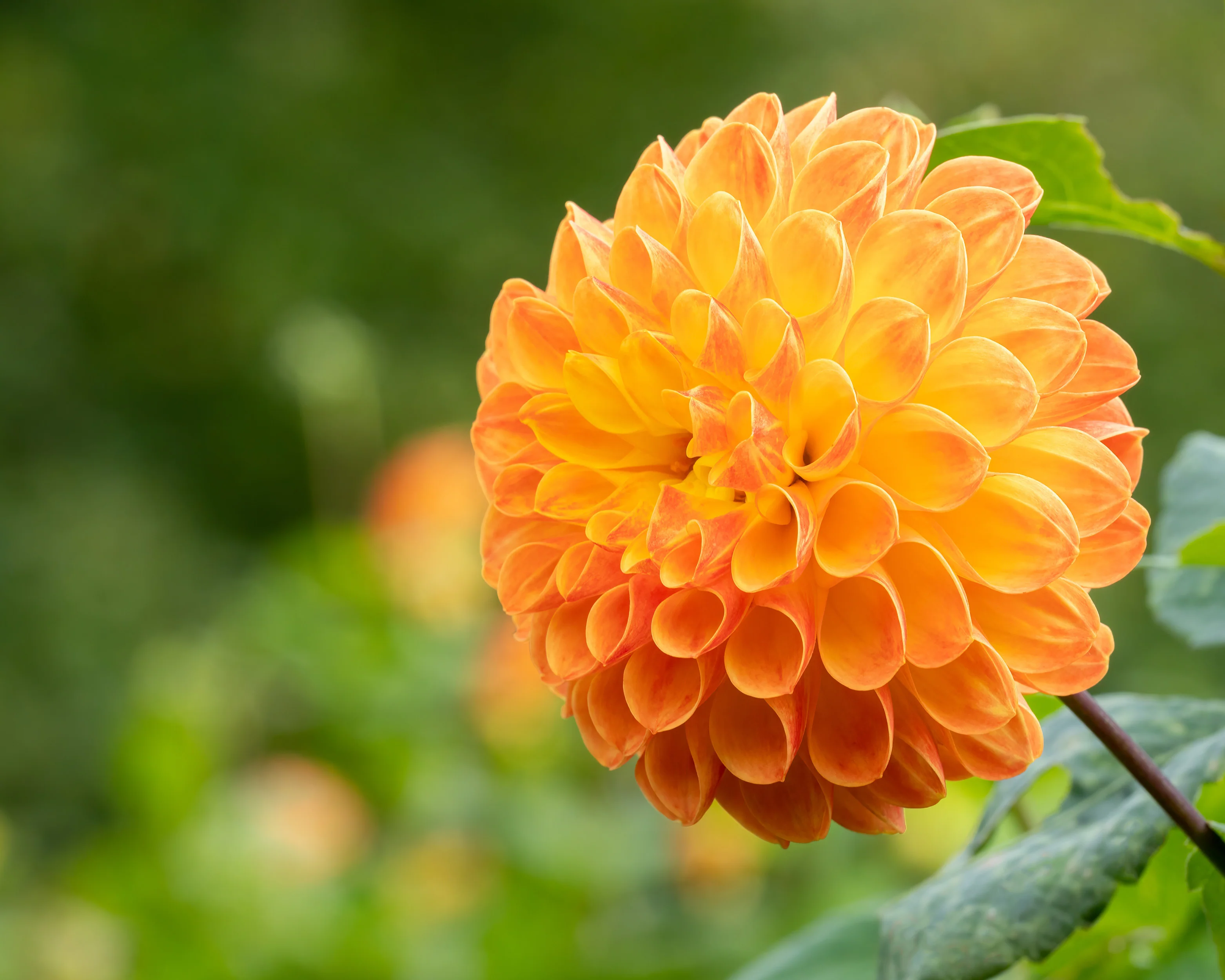 Dahlia 'Jowey Chantal' - Image 9