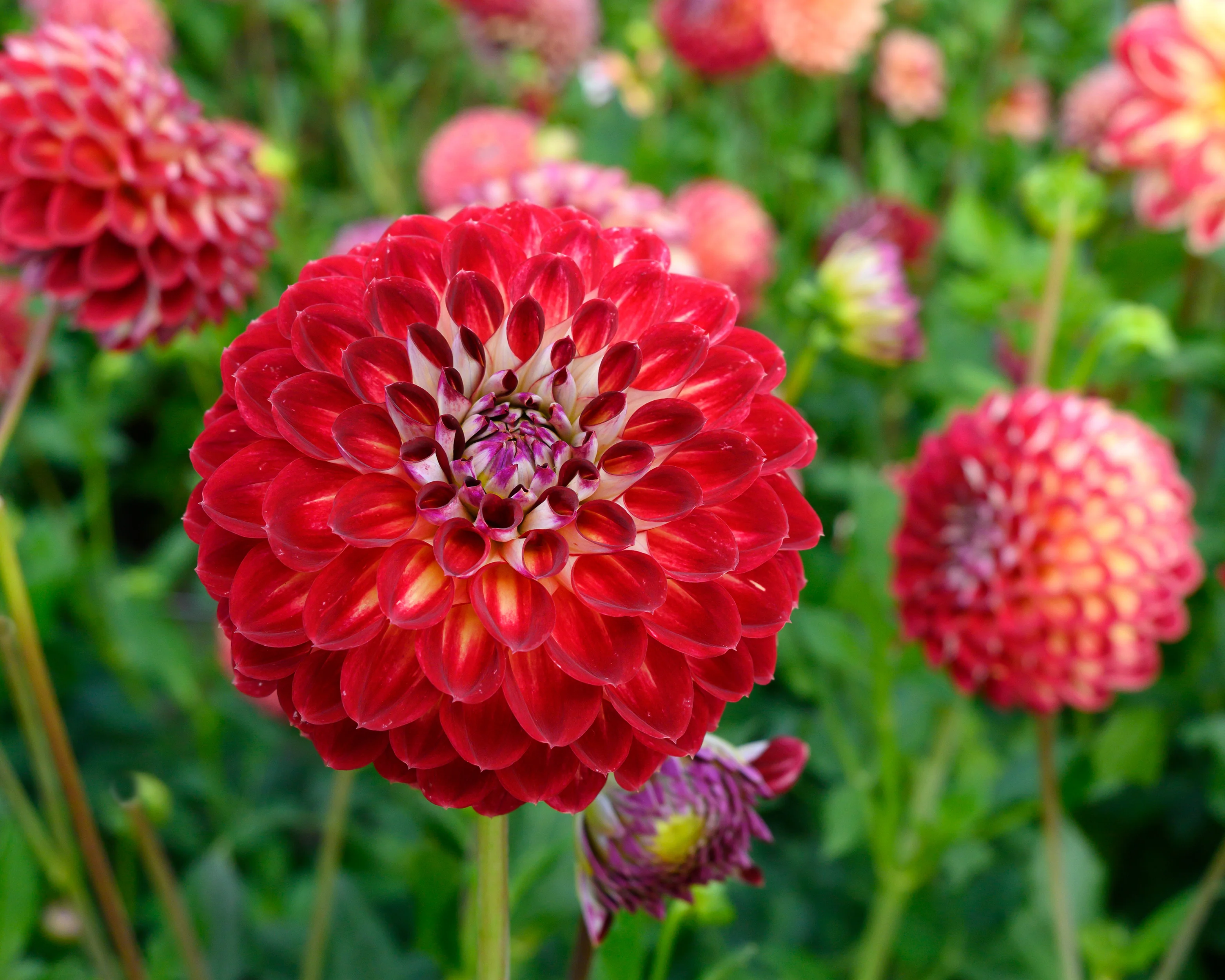 Dahlia 'Jowey Joshua' - Image 10