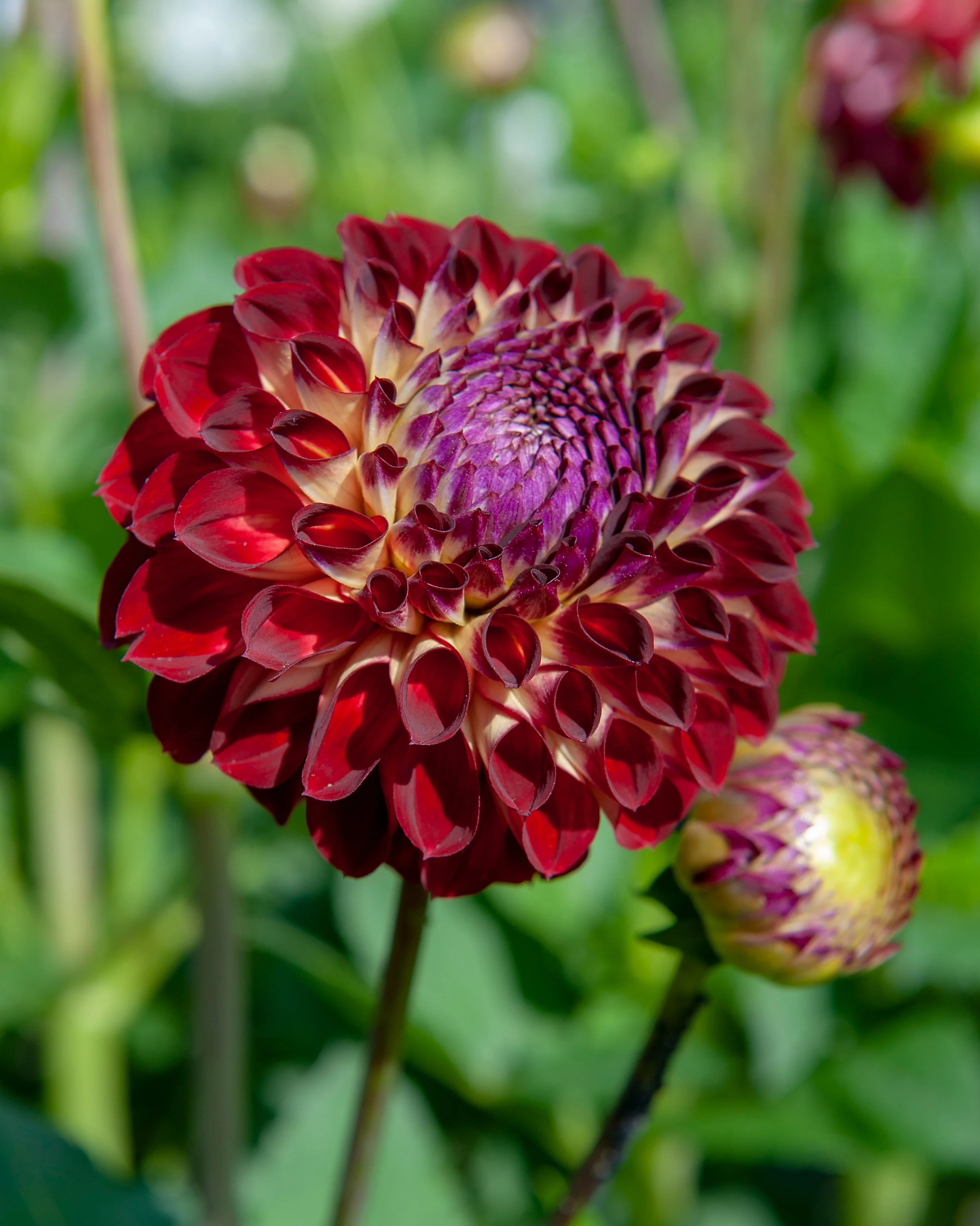 Dahlia 'Jowey Joshua' - Image 3