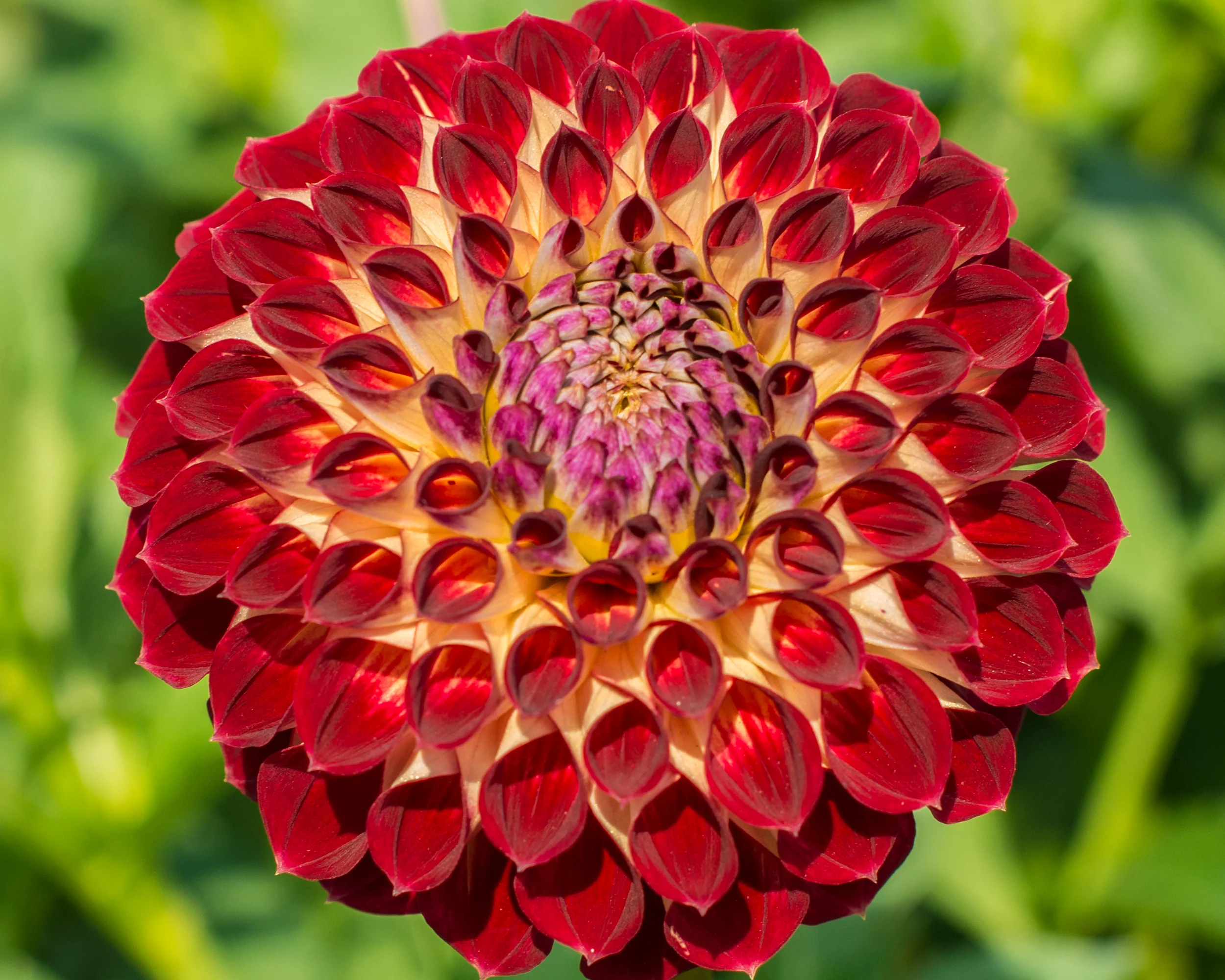 Dahlia 'Jowey Joshua' - Image 4